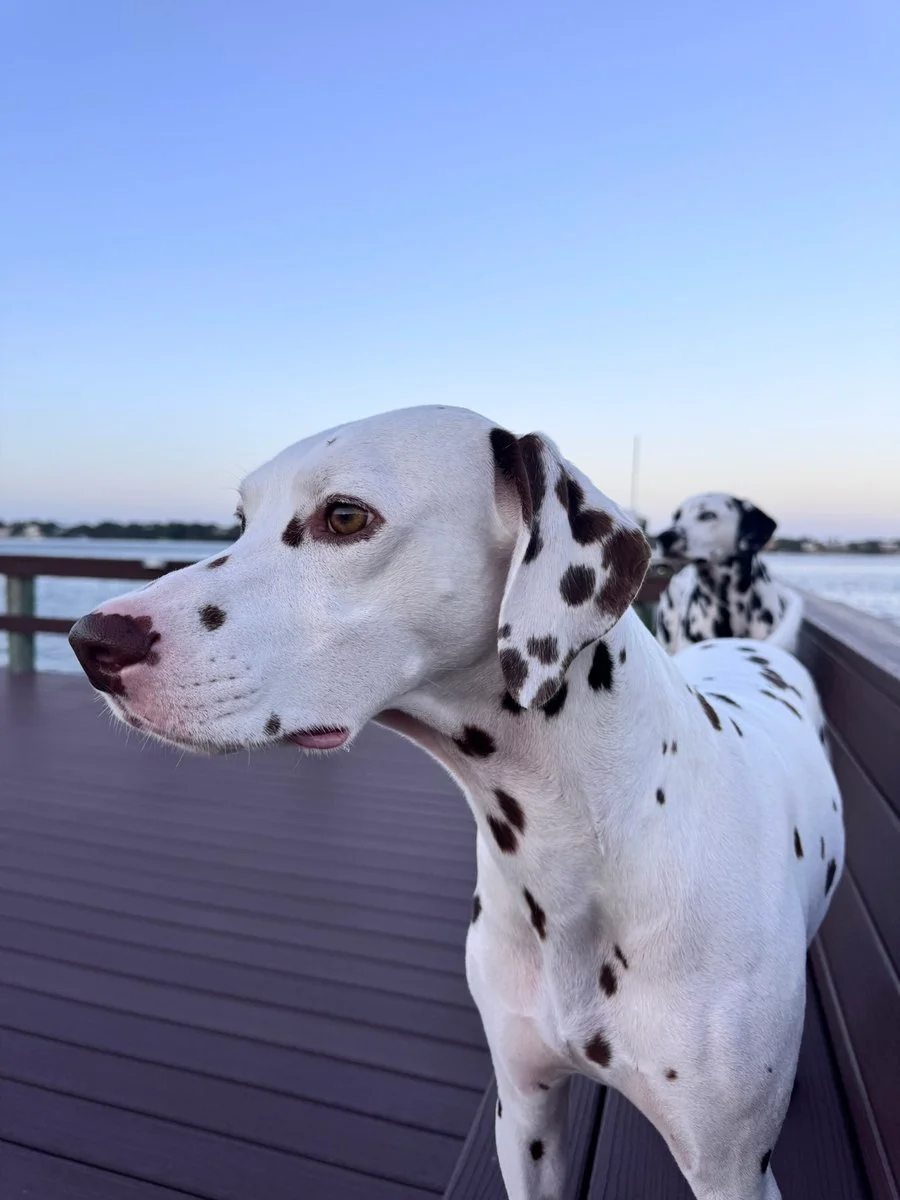 Amanda Cerny OnlyFans free account photo 13 - amandacerny nudes and sex tapes