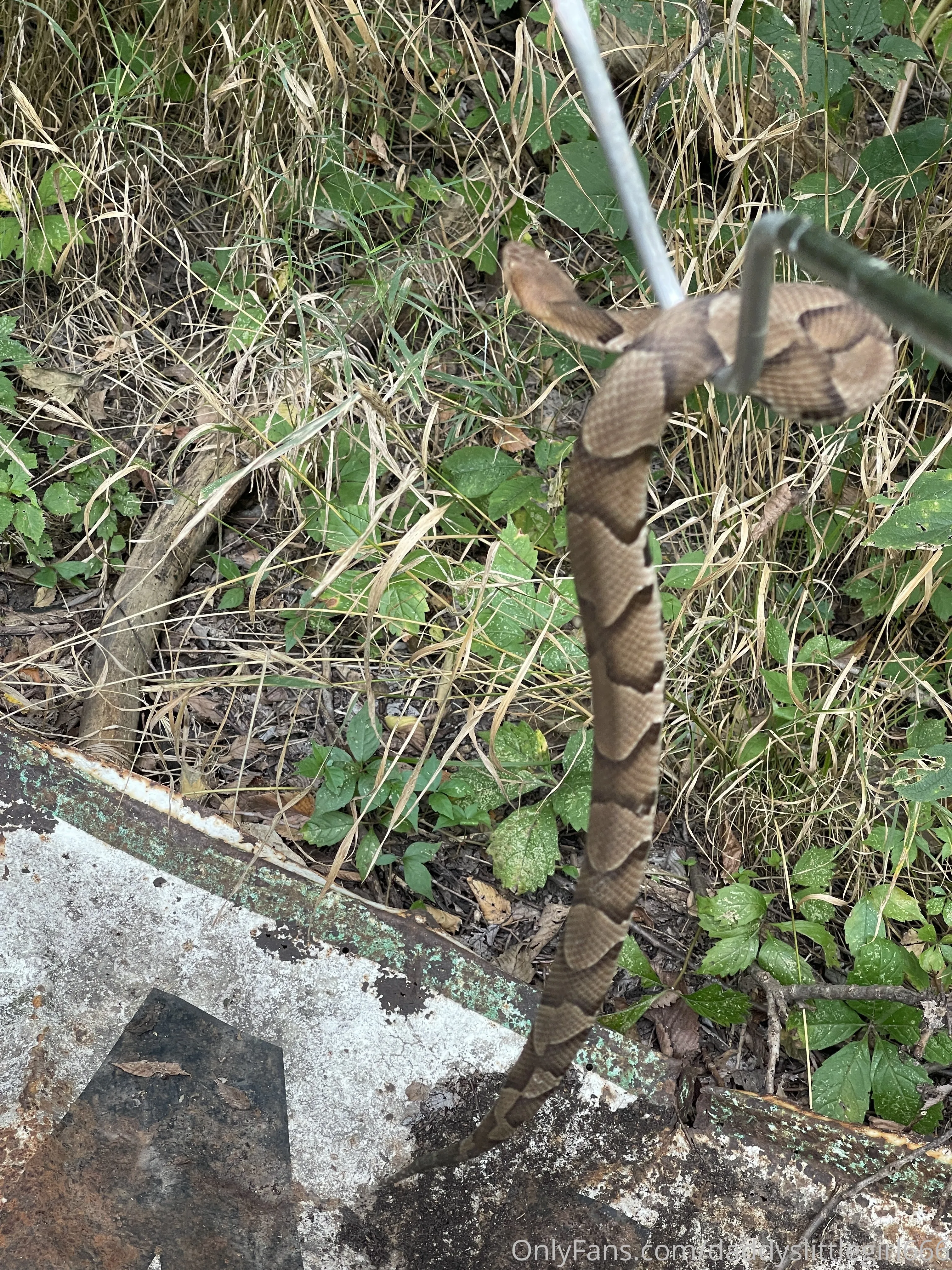 🌞K͓̽a͓̽t͓̽🌚 OnlyFans free account photo 1 - daddyslittlegirl666 nudes and sex tapes