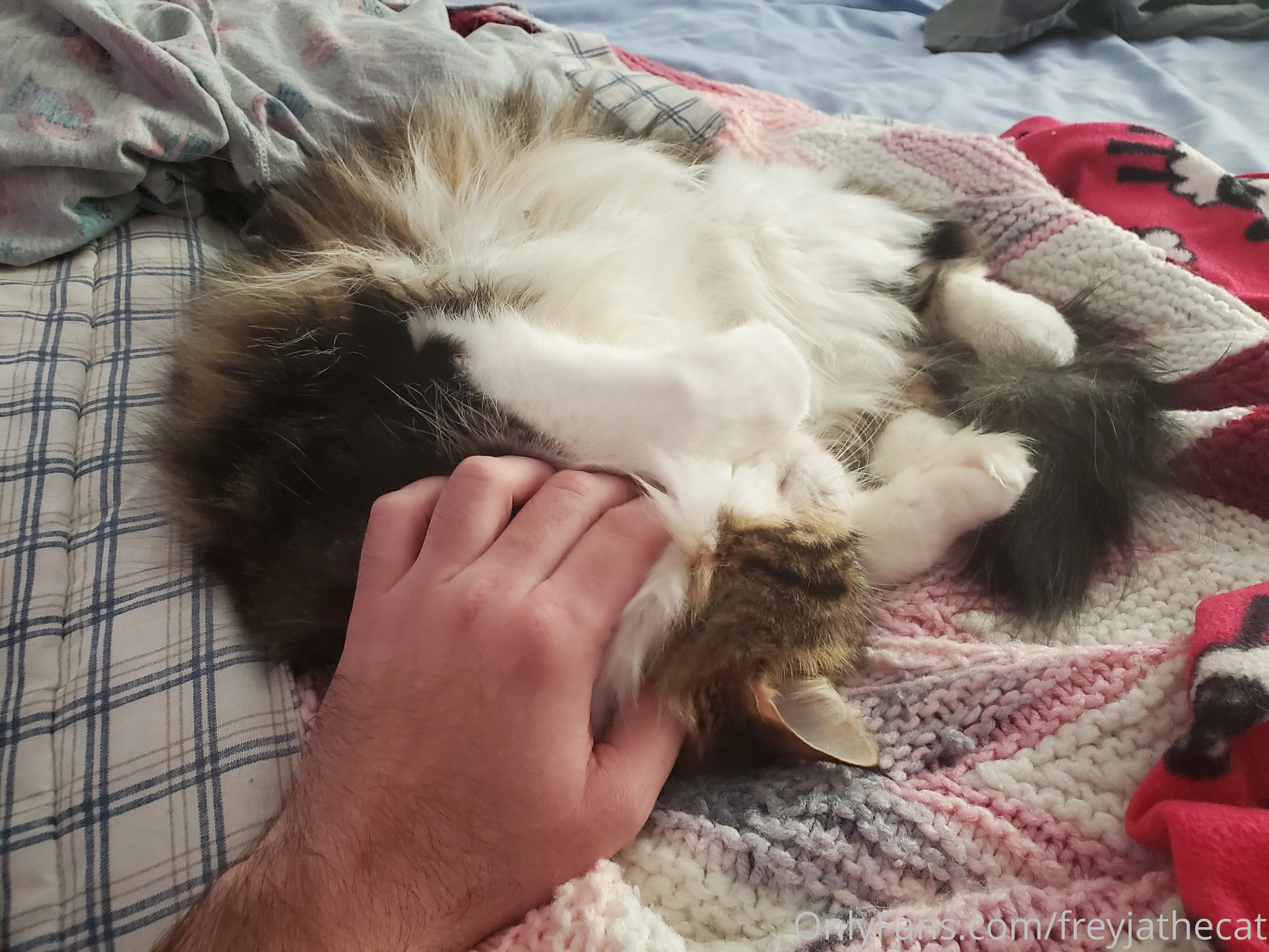 Freyja the Cat OnlyFans free account photo 24 - freyjathecat nudes and sex tapes