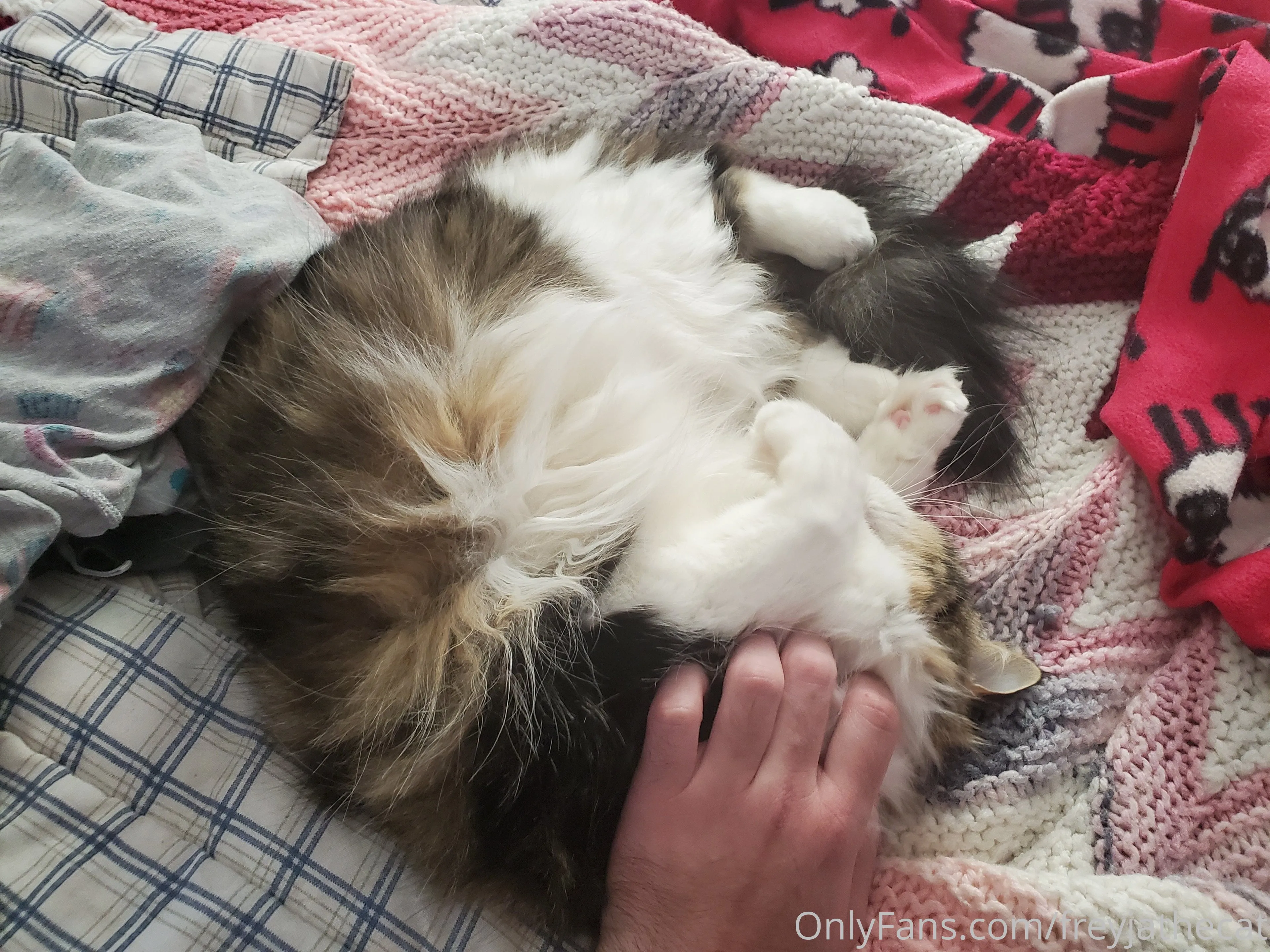 Freyja the Cat OnlyFans free account photo 25 - freyjathecat nudes and sex tapes