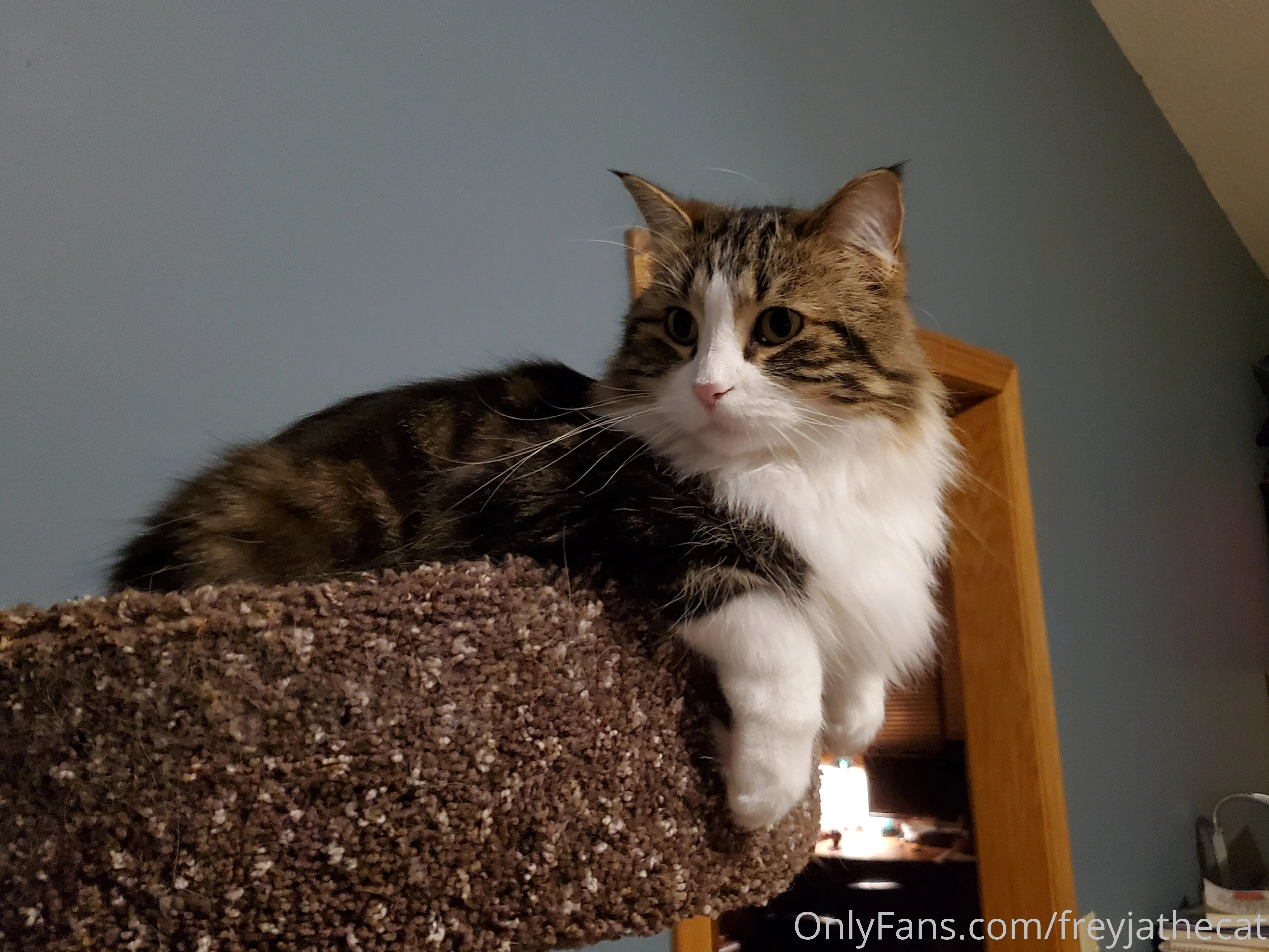 Freyja the Cat OnlyFans free account photo 28 - freyjathecat nudes and sex tapes