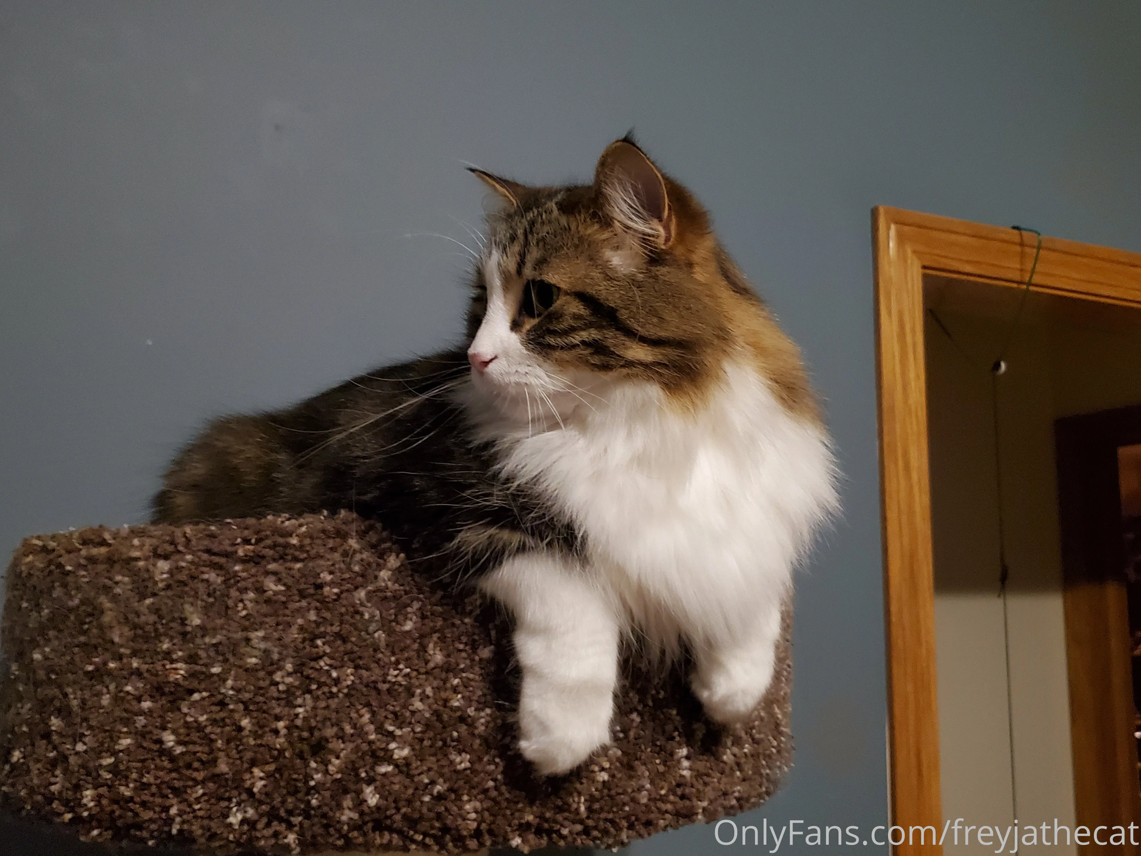Freyja the Cat OnlyFans free account photo 29 - freyjathecat nudes and sex tapes