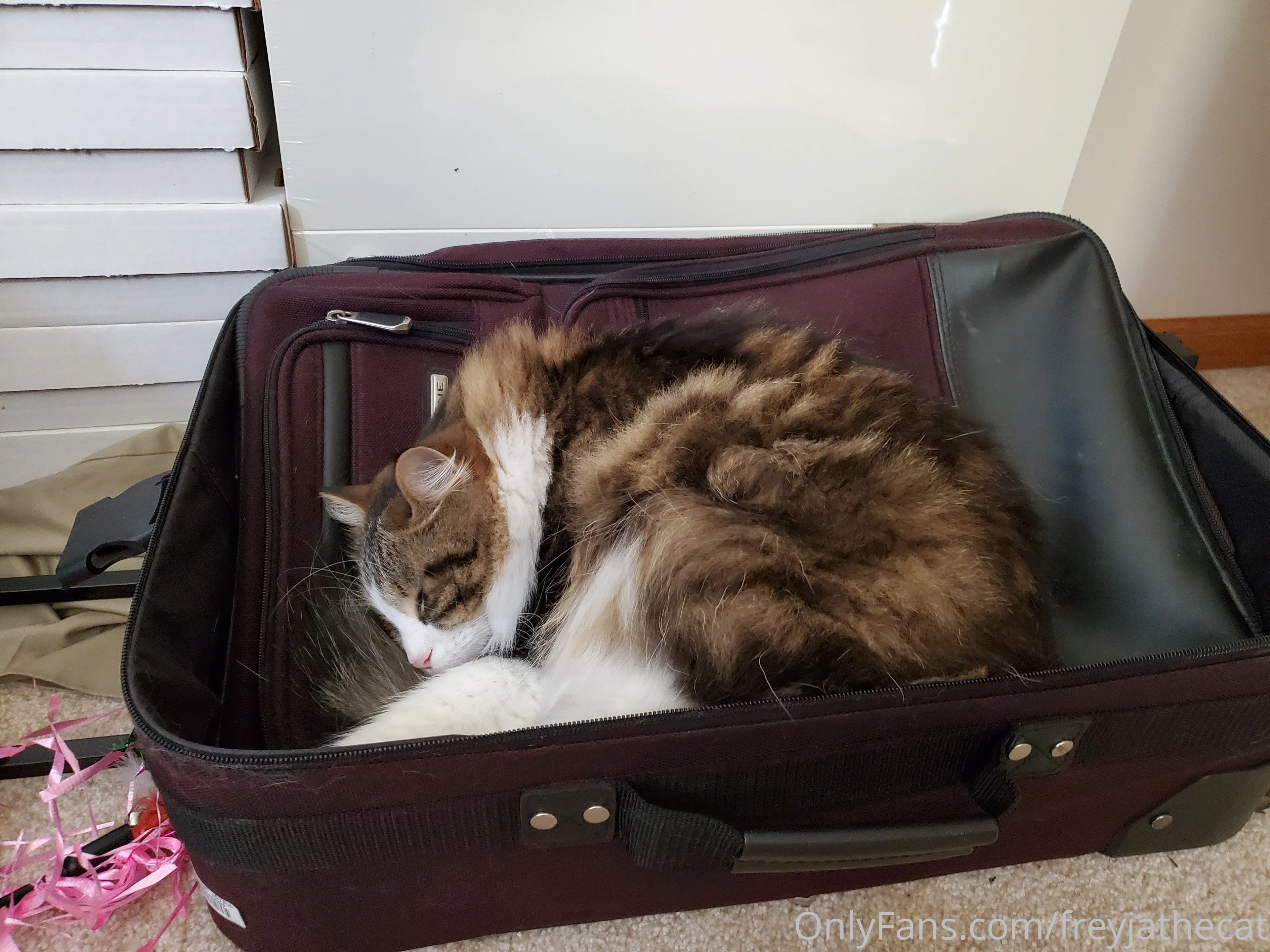 Freyja the Cat OnlyFans free account photo 23 - freyjathecat nudes and sex tapes