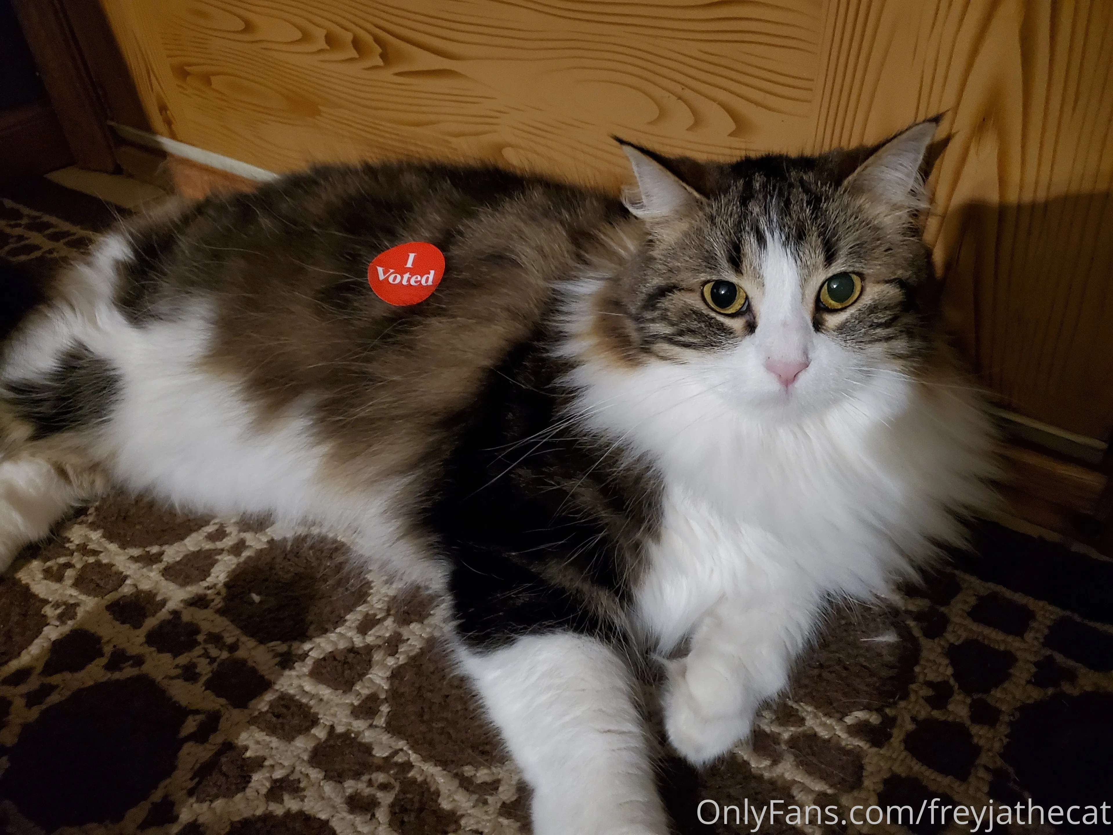 Freyja the Cat OnlyFans free account photo 32 - freyjathecat nudes and sex tapes