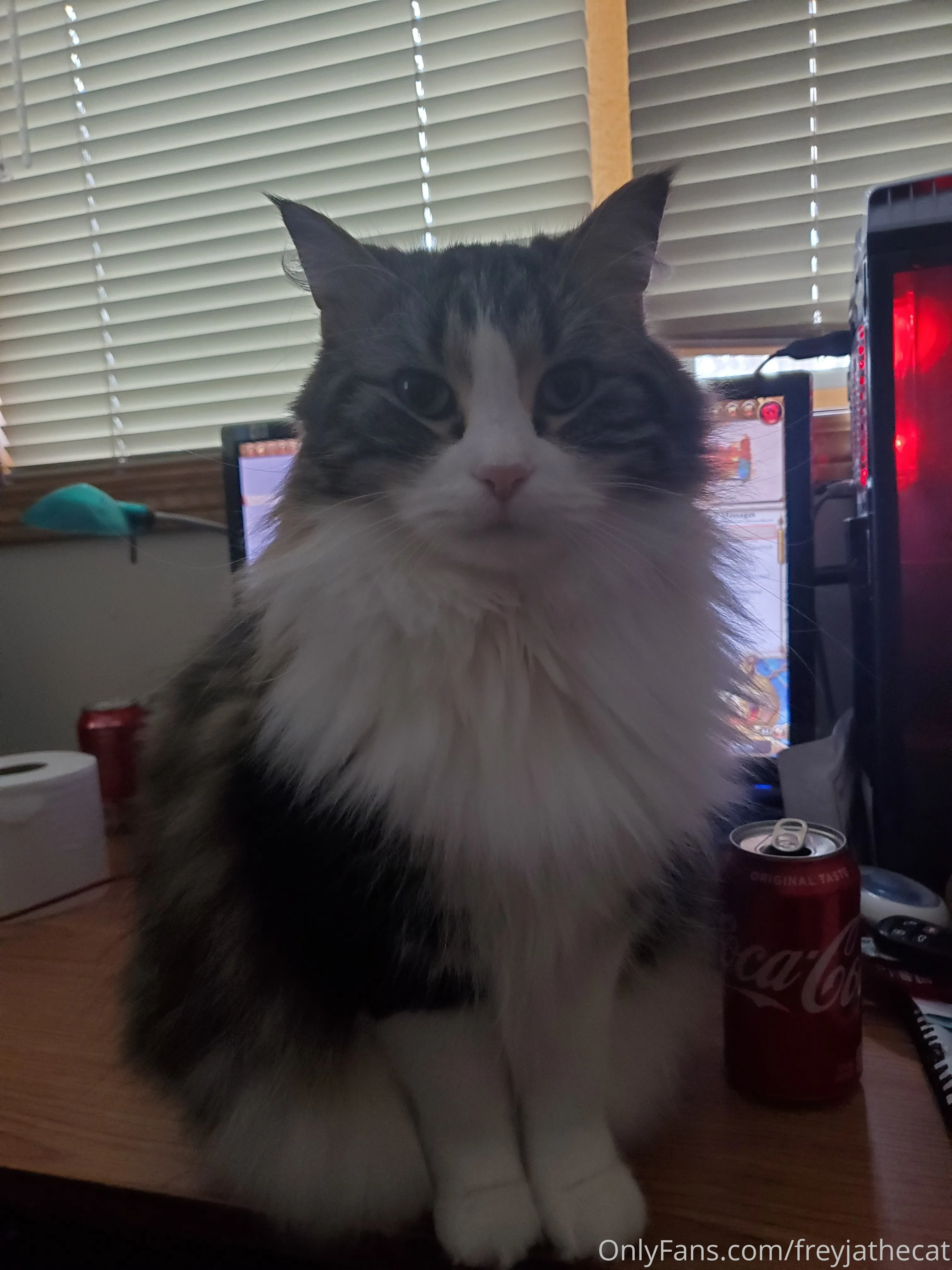 Freyja the Cat OnlyFans free account photo 18 - freyjathecat nudes and sex tapes