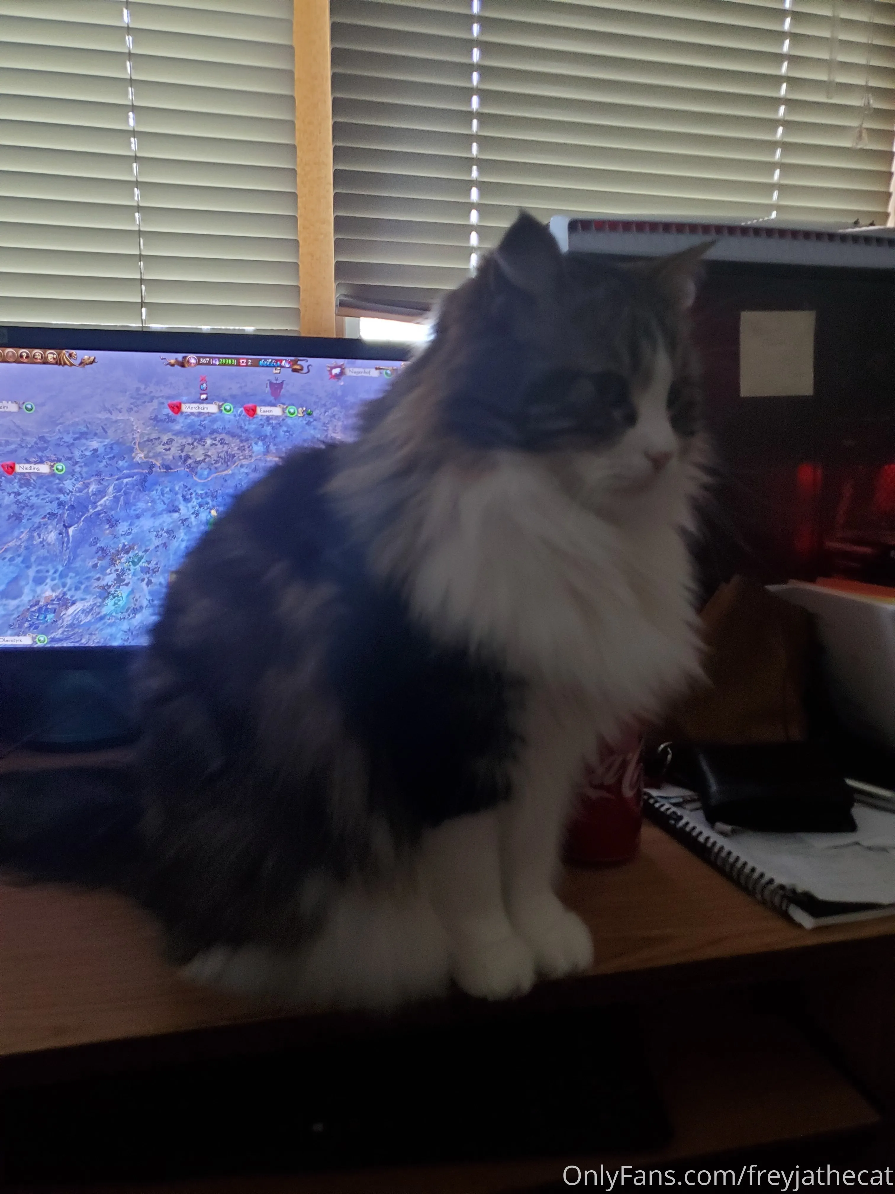 Freyja the Cat OnlyFans free account photo 17 - freyjathecat nudes and sex tapes