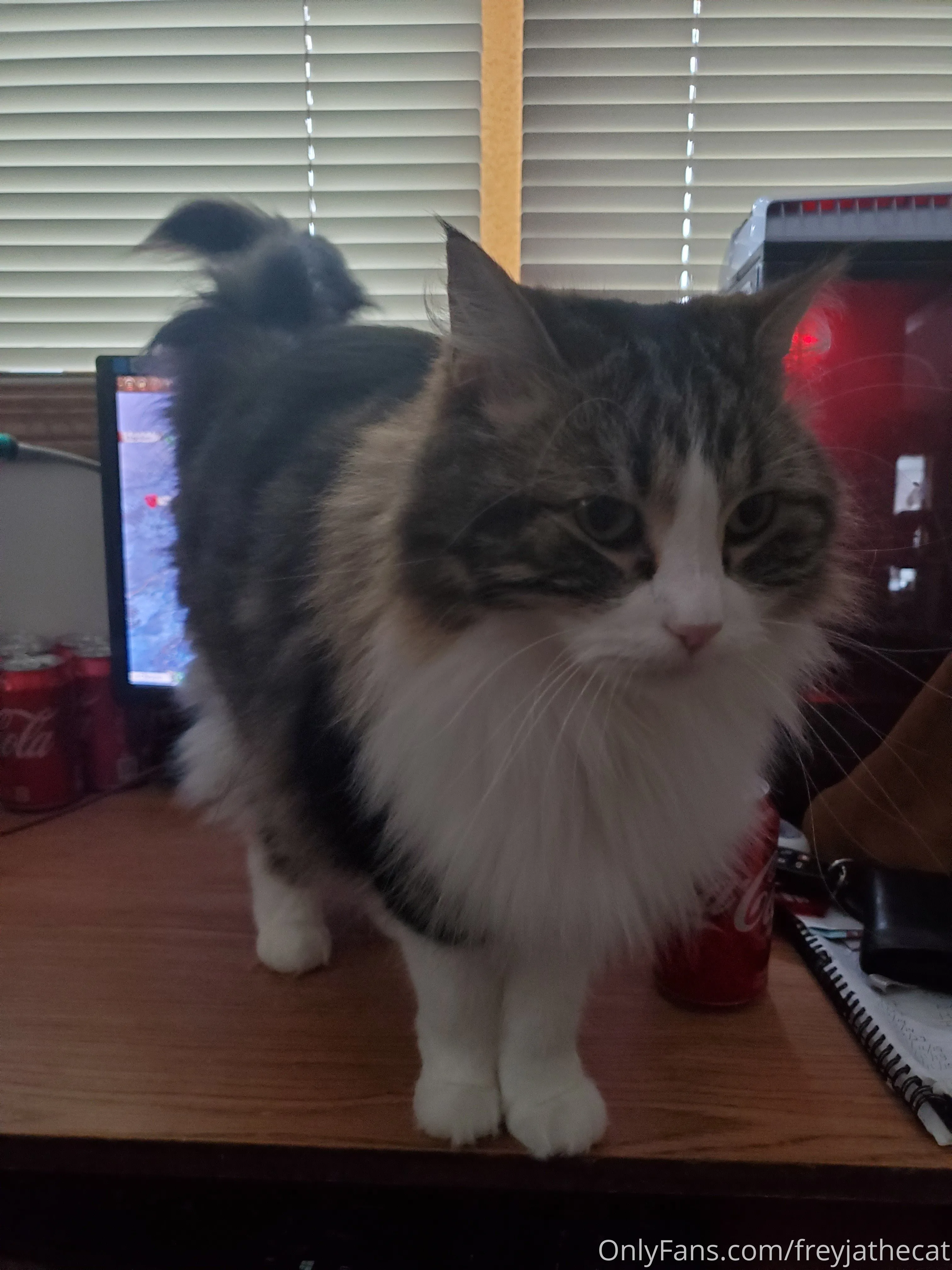 Freyja the Cat OnlyFans free account photo 19 - freyjathecat nudes and sex tapes