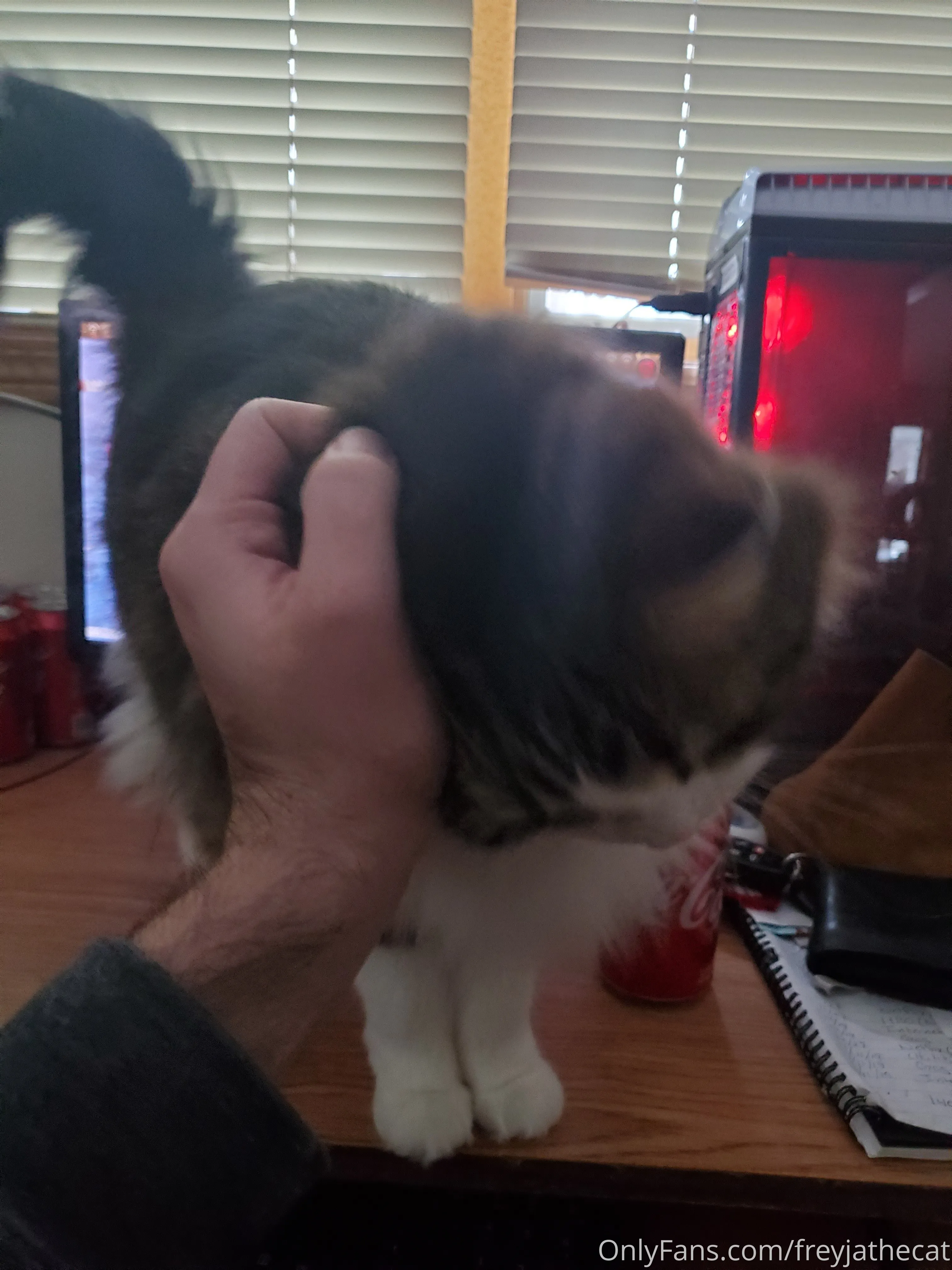 Freyja the Cat OnlyFans free account photo 15 - freyjathecat nudes and sex tapes