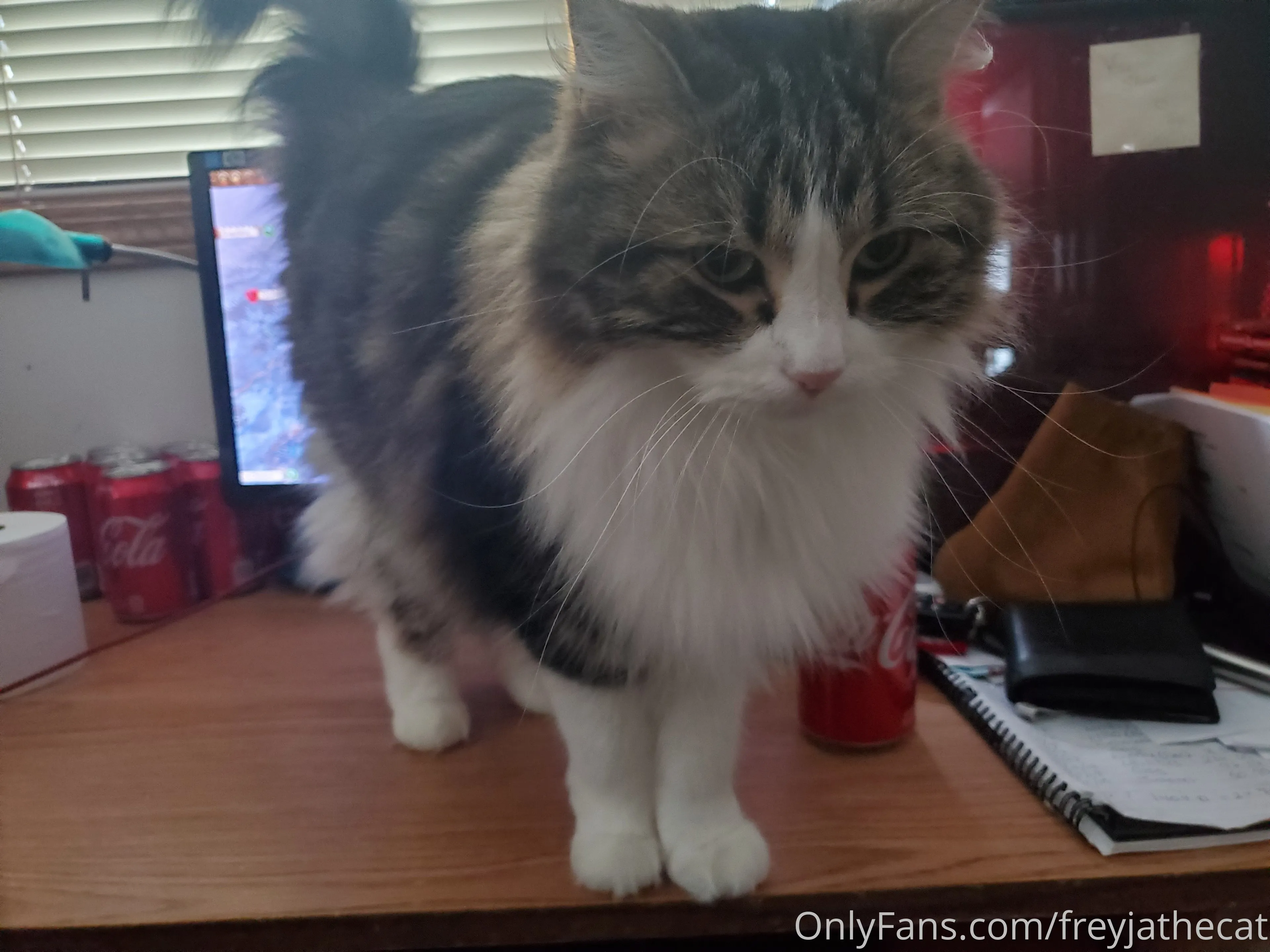 Freyja the Cat OnlyFans free account photo 16 - freyjathecat nudes and sex tapes