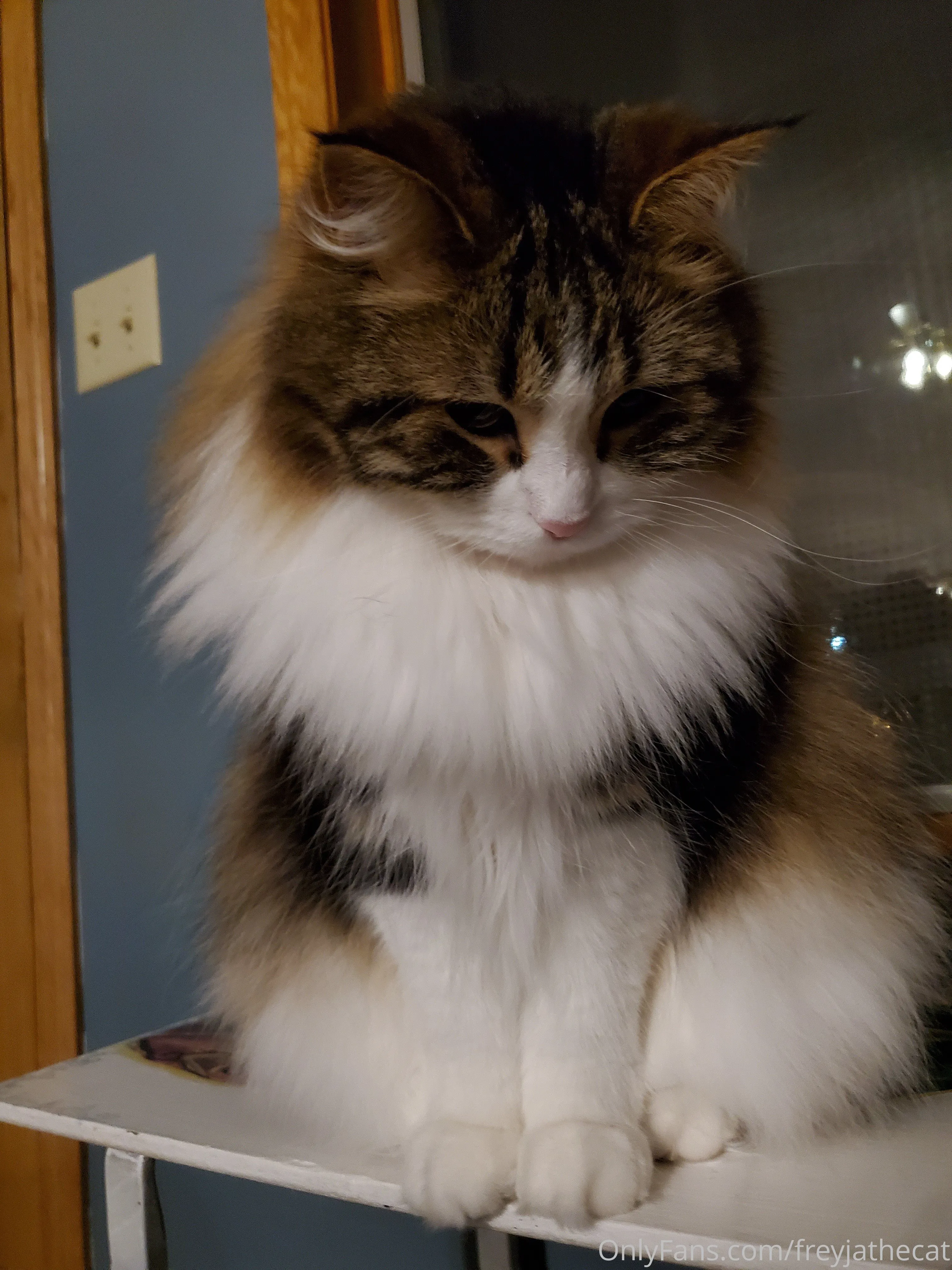 Freyja the Cat OnlyFans free account photo 12 - freyjathecat nudes and sex tapes