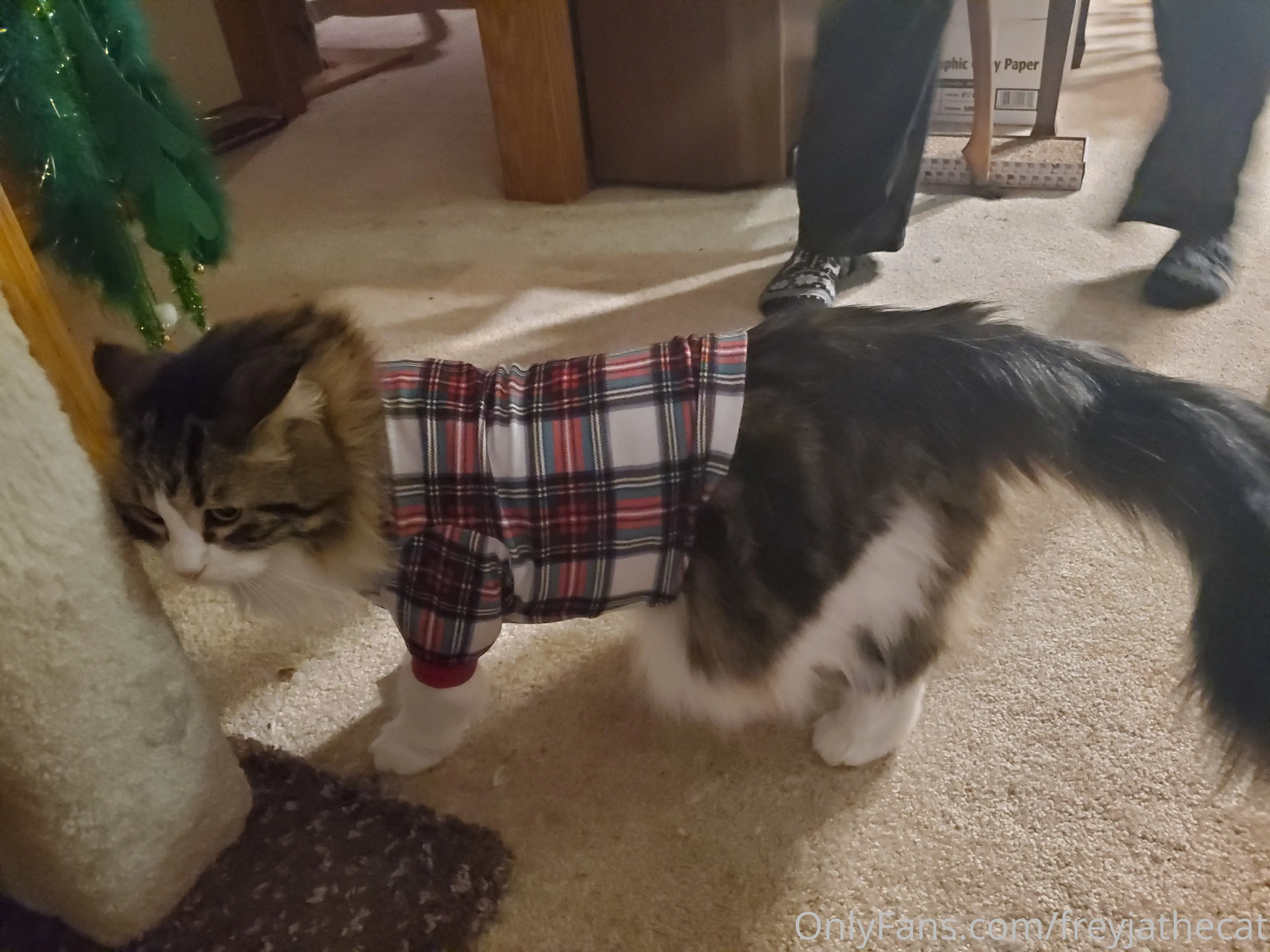 Freyja the Cat OnlyFans free account photo 8 - freyjathecat nudes and sex tapes