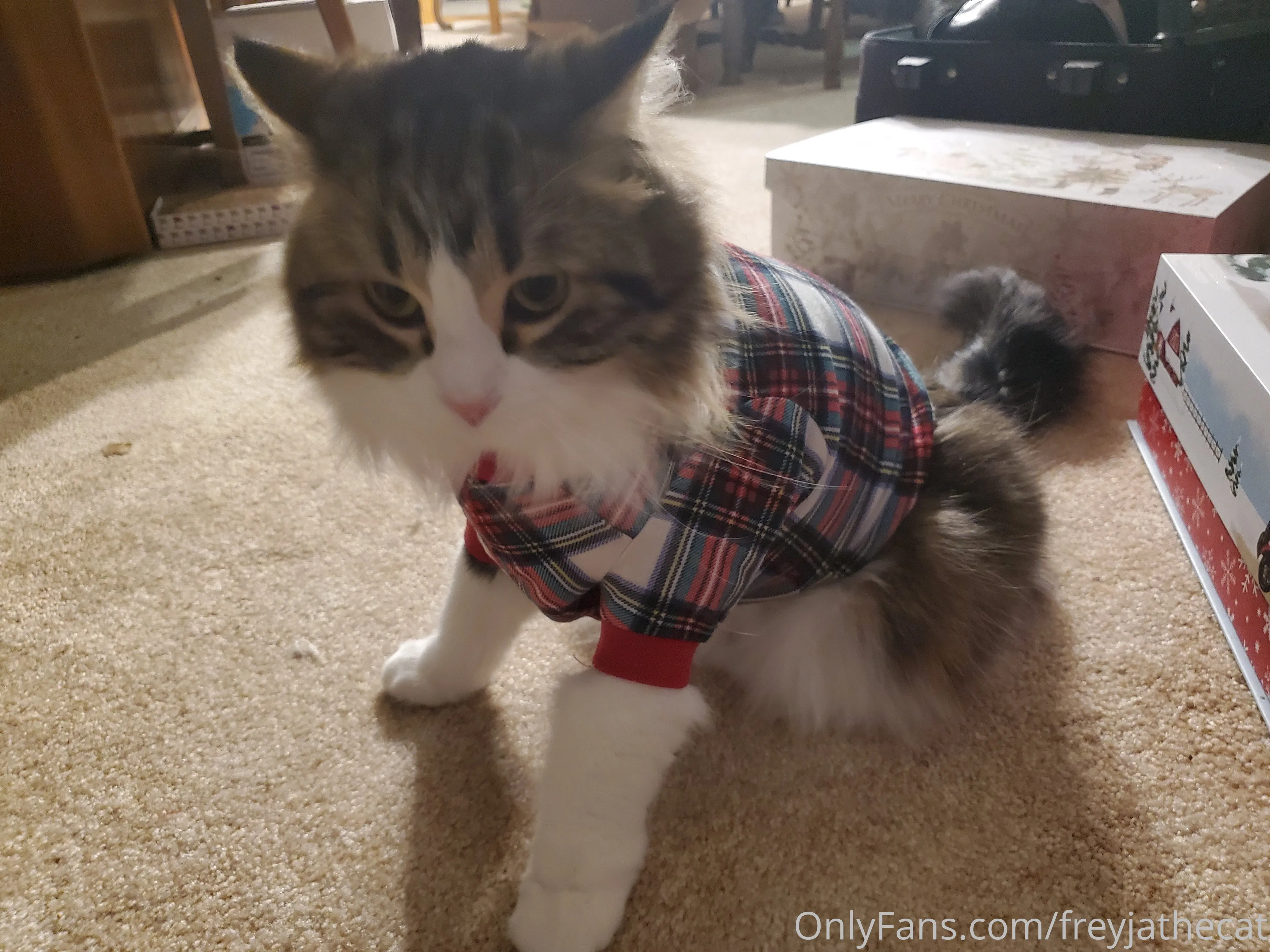 Freyja the Cat OnlyFans free account photo 9 - freyjathecat nudes and sex tapes