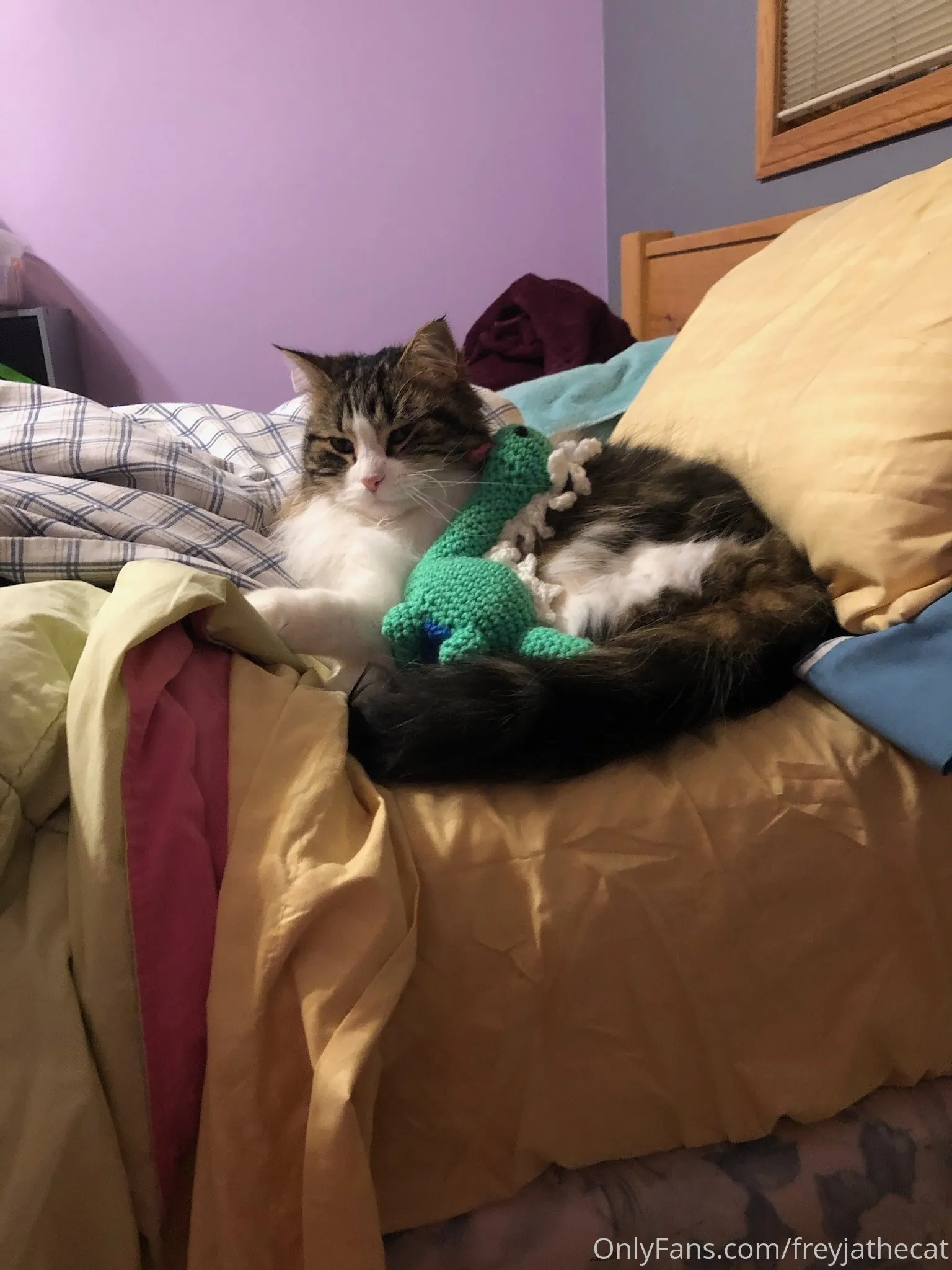 Freyja the Cat OnlyFans free account photo 2 - freyjathecat nudes and sex tapes