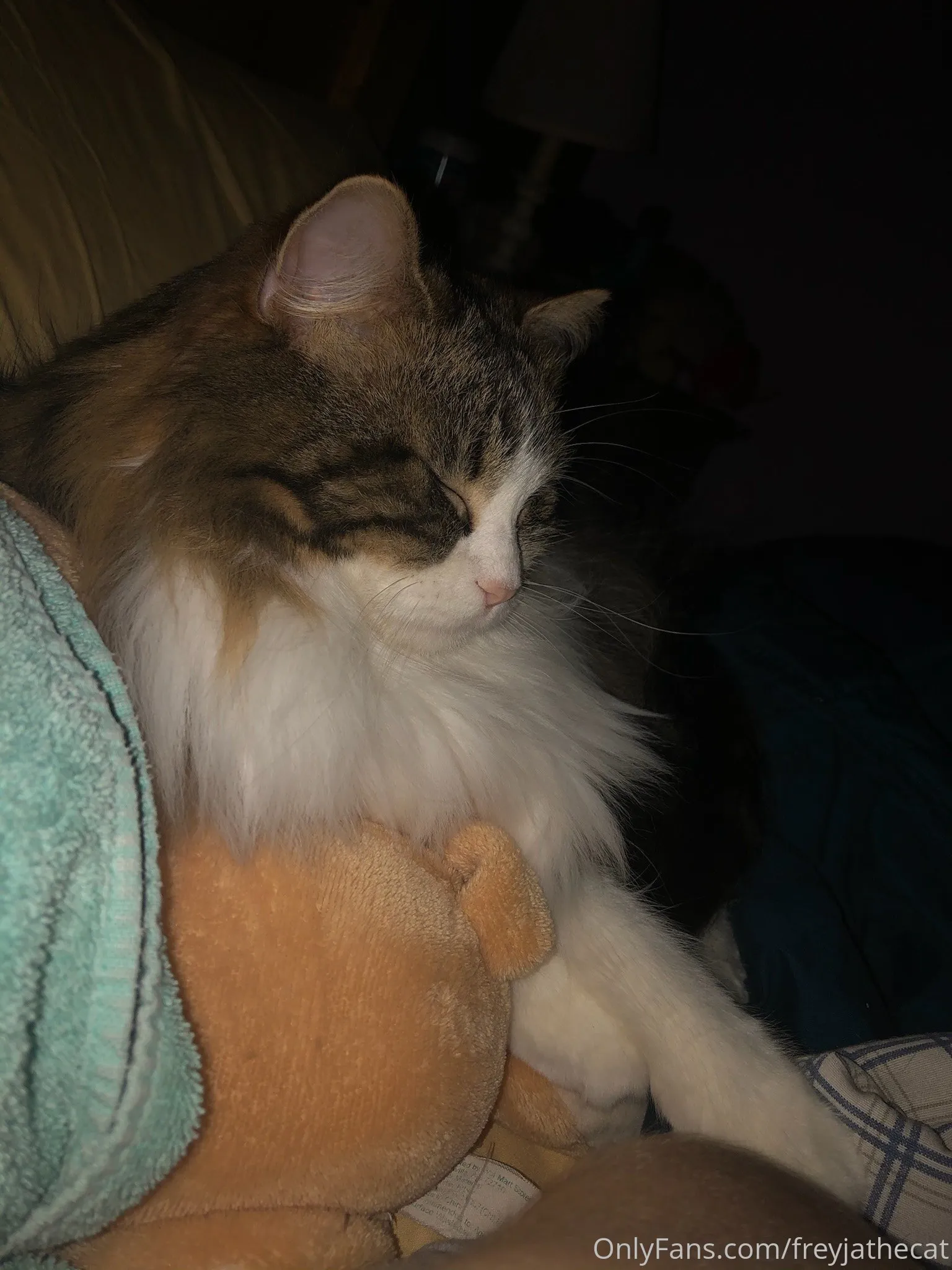 Freyja the Cat OnlyFans free account photo 1 - freyjathecat nudes and sex tapes