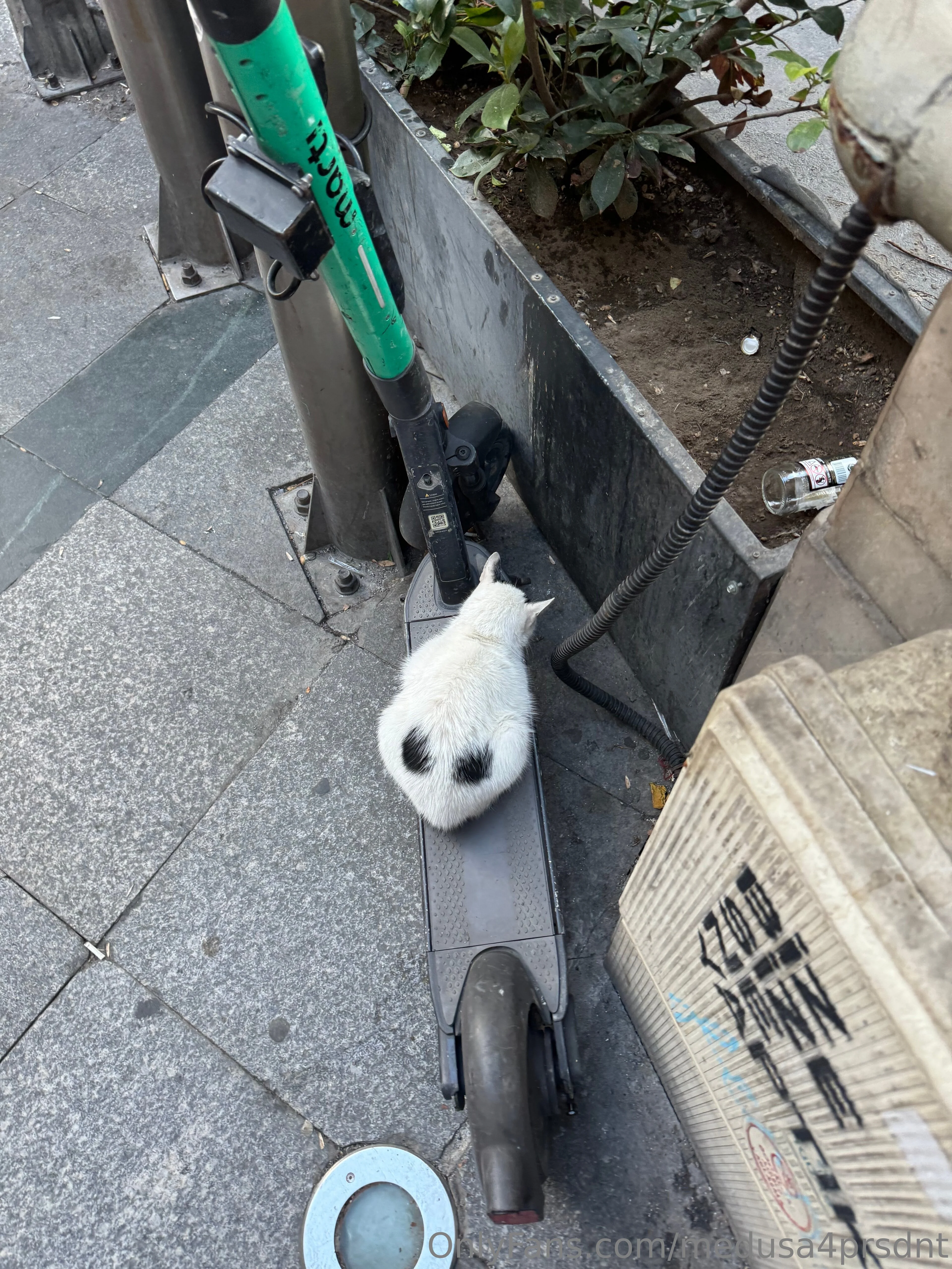 Medusa OnlyFans free account photo 2 - medusa4prsdnt nudes and sex tapes