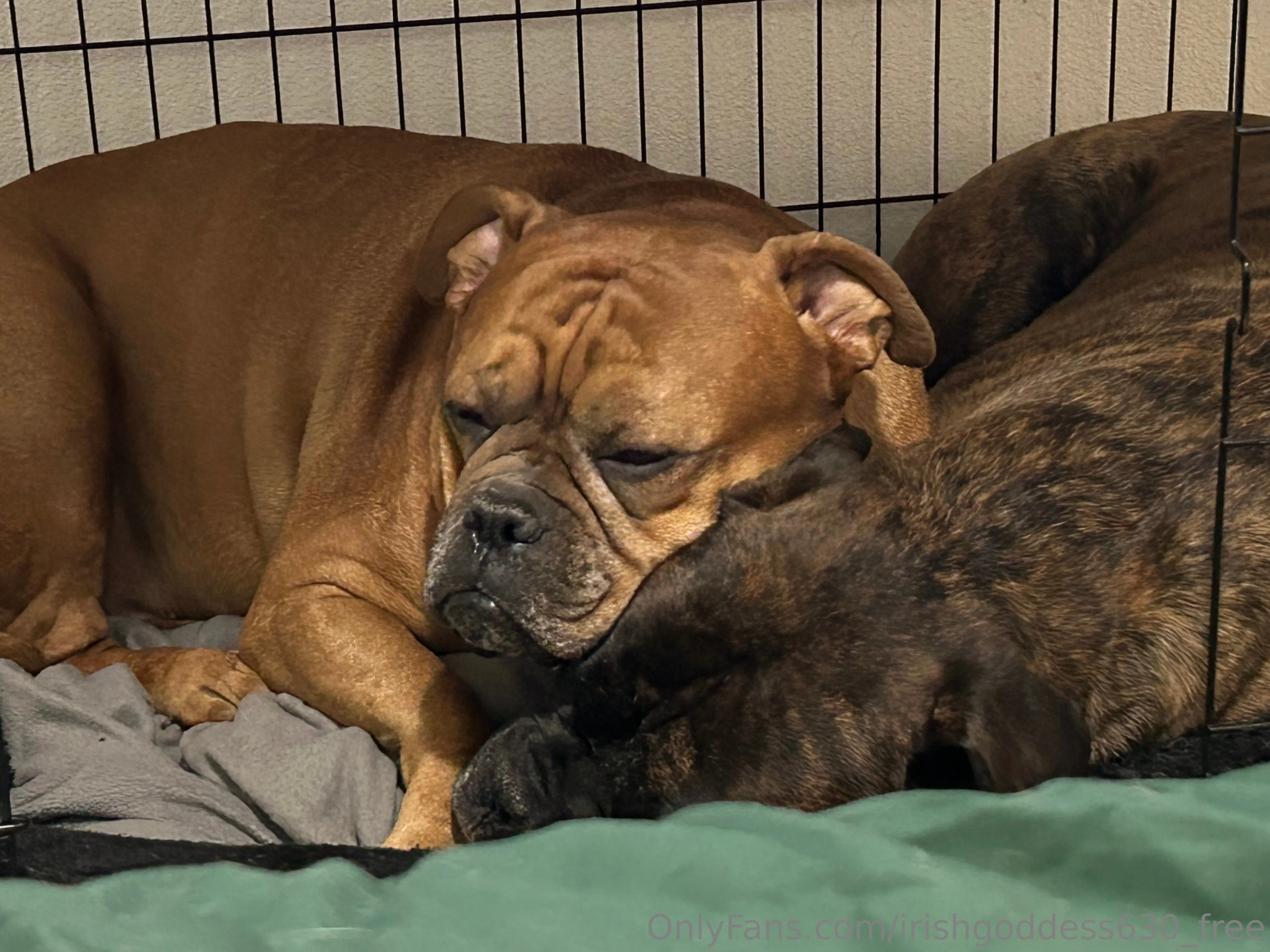 Kira LeFoxx OnlyFans free account photo 20 - irishgoddess630_free nudes and sex tapes