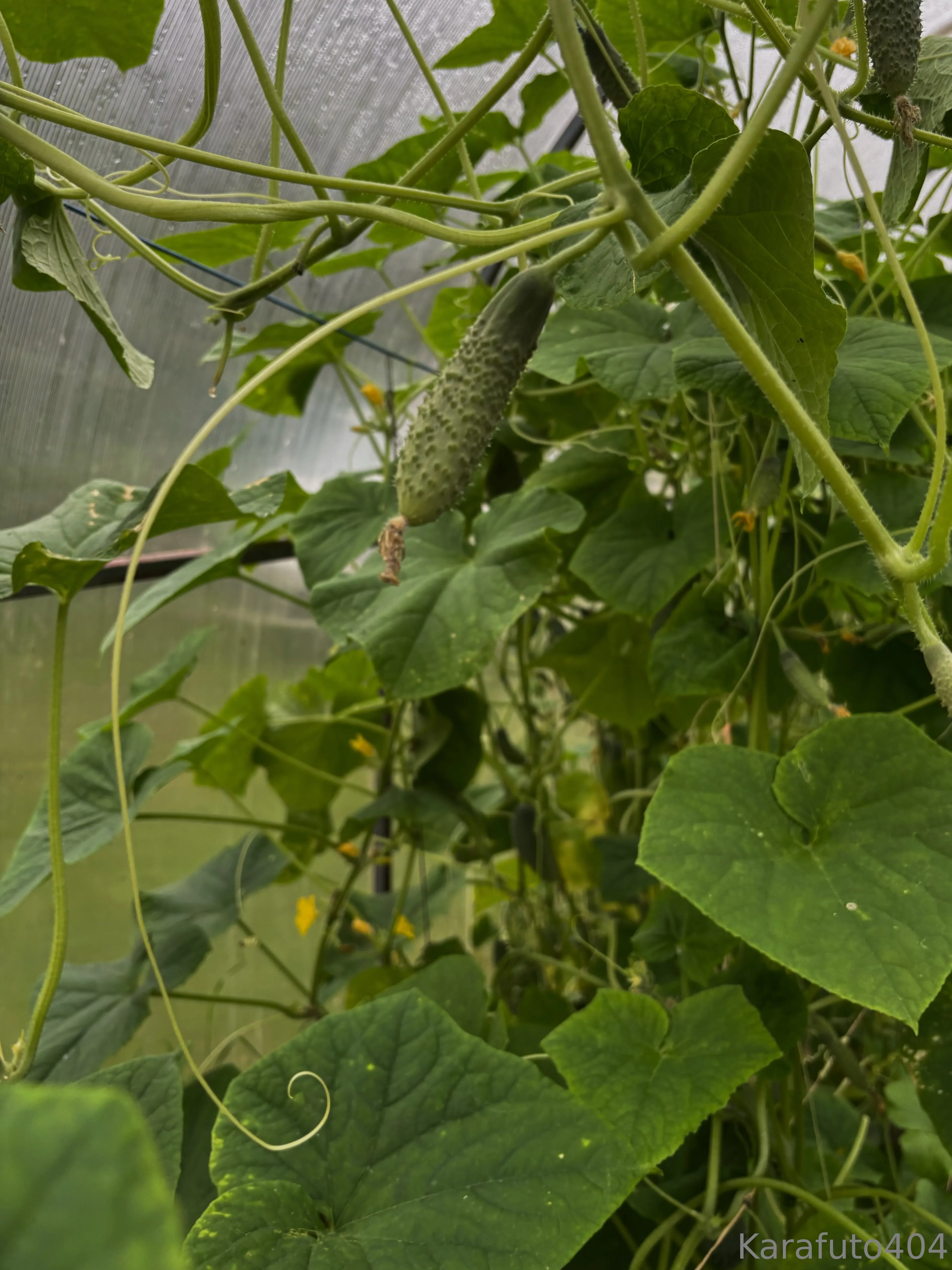 Your Cat OnlyFans free account photo 21 - karafuto404 nudes and sex tapes