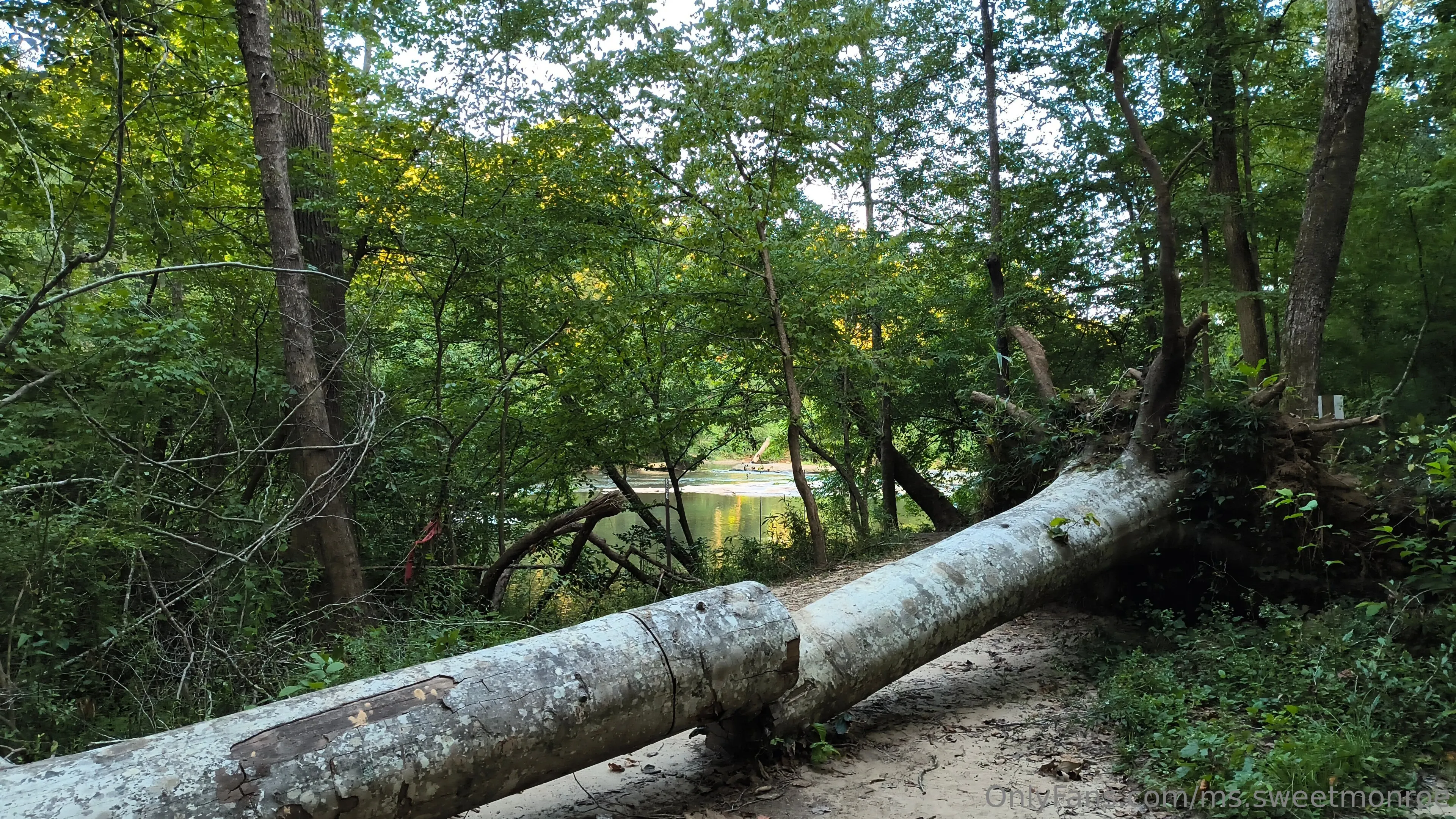 Monroe OnlyFans free account photo 15 - ms.sweetmonroe nudes and sex tapes