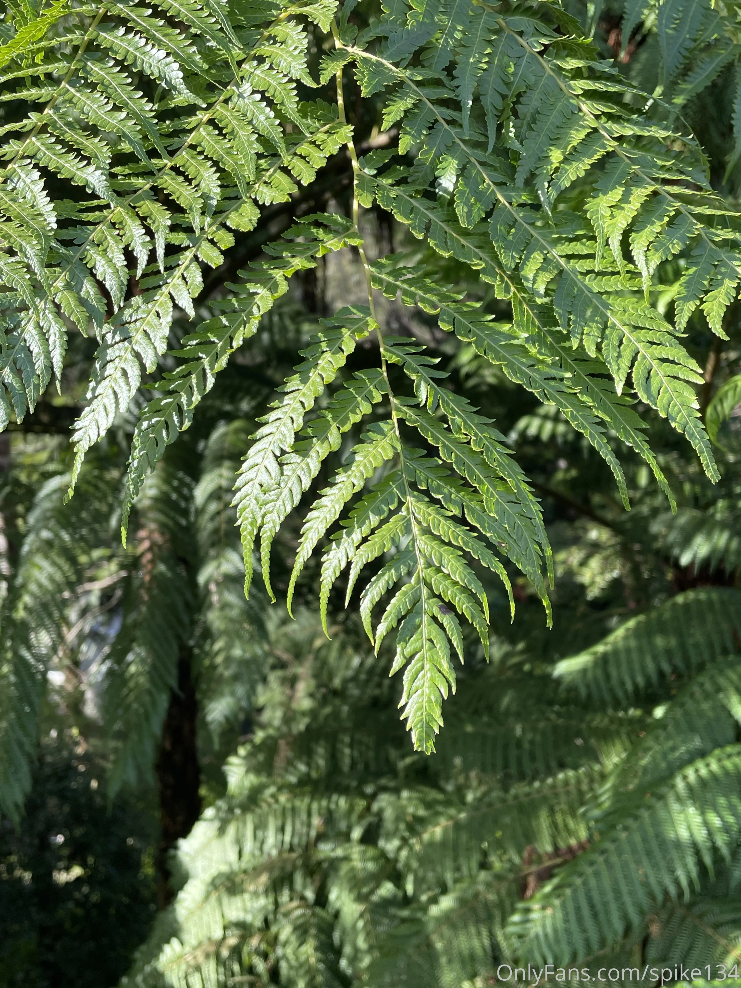 Steven OnlyFans free account photo 48 - spike134 nudes and sex tapes