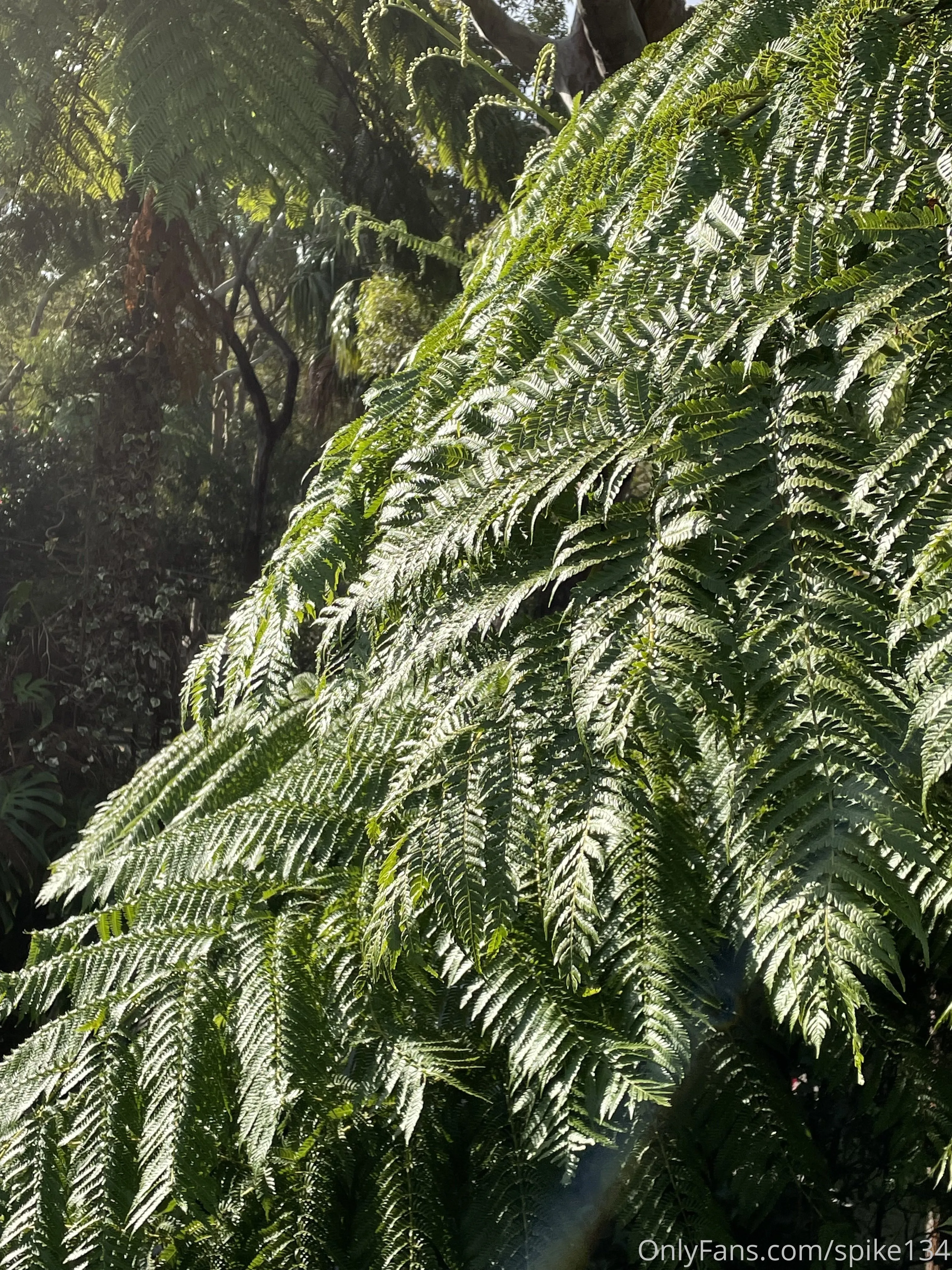 Steven OnlyFans free account photo 47 - spike134 nudes and sex tapes