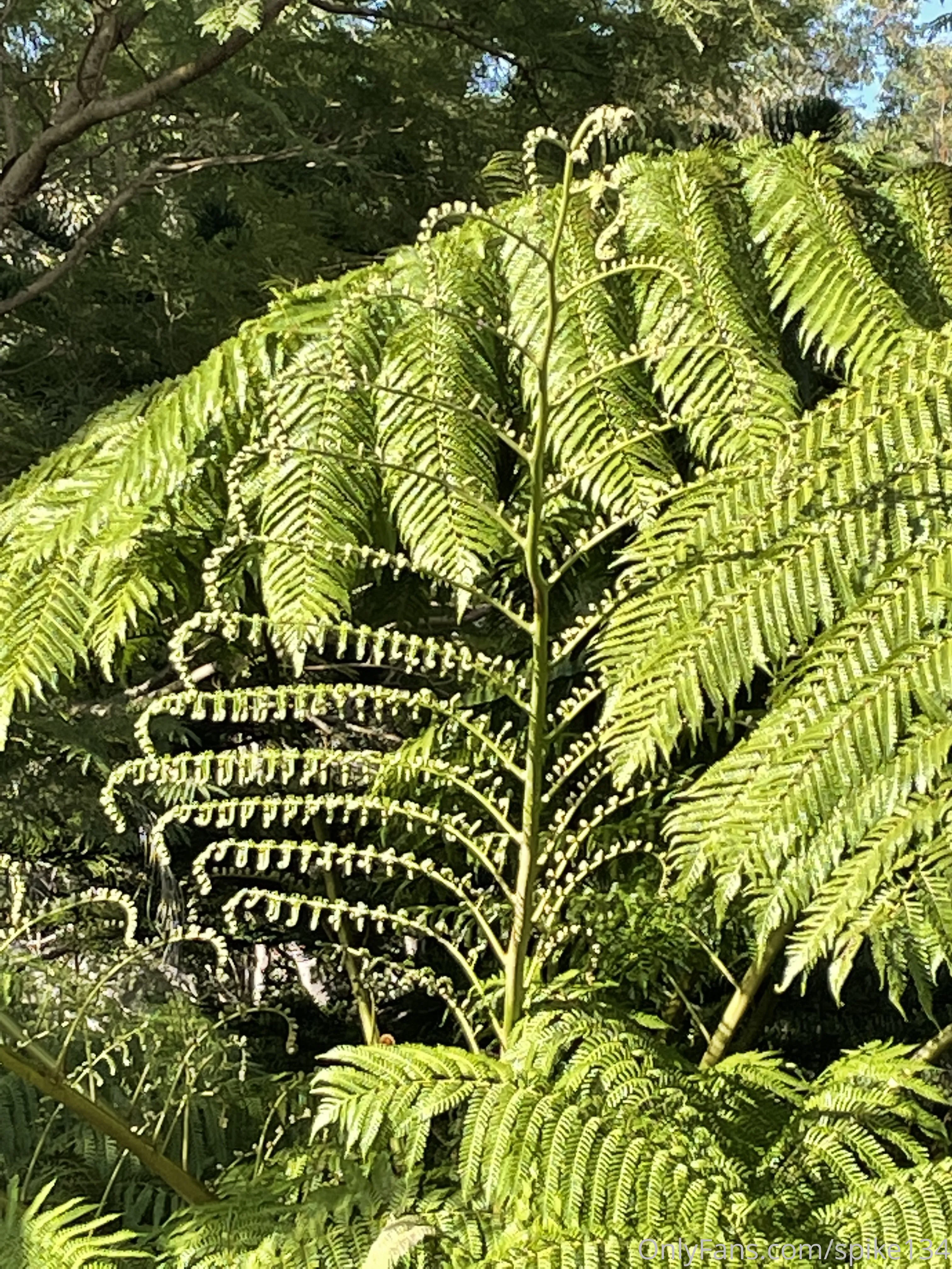 Steven OnlyFans free account photo 46 - spike134 nudes and sex tapes