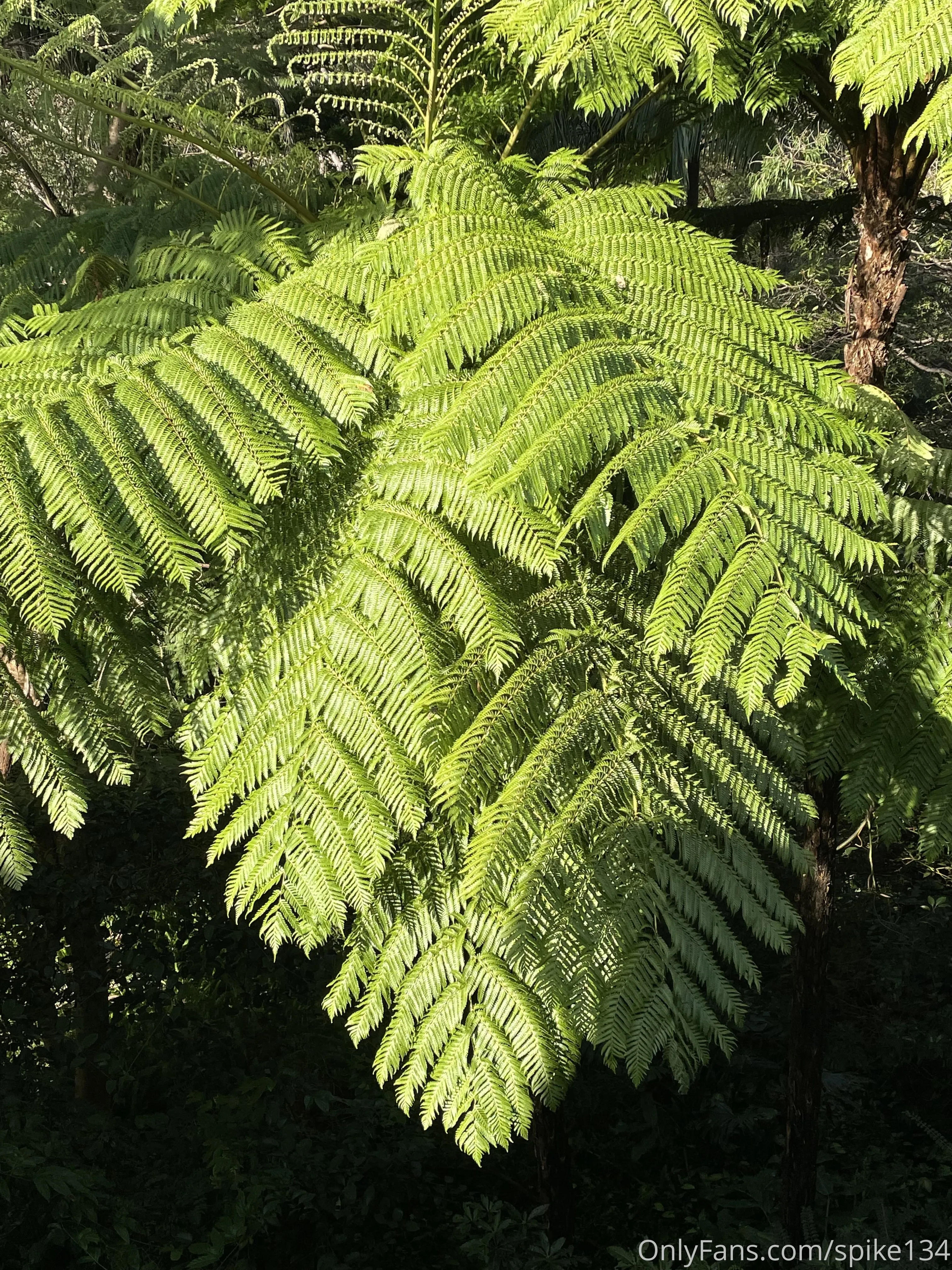 Steven OnlyFans free account photo 45 - spike134 nudes and sex tapes