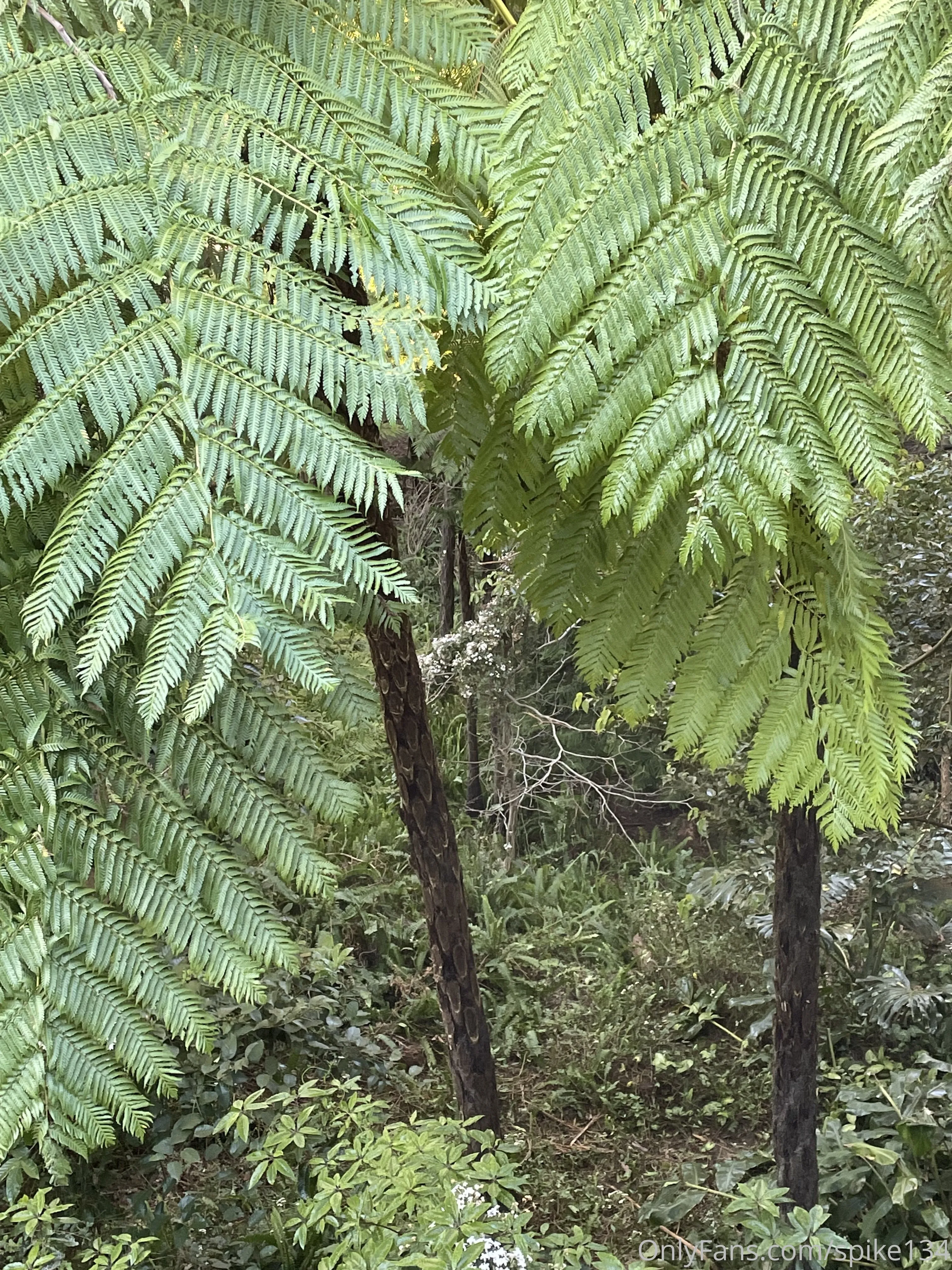 Steven OnlyFans free account photo 41 - spike134 nudes and sex tapes