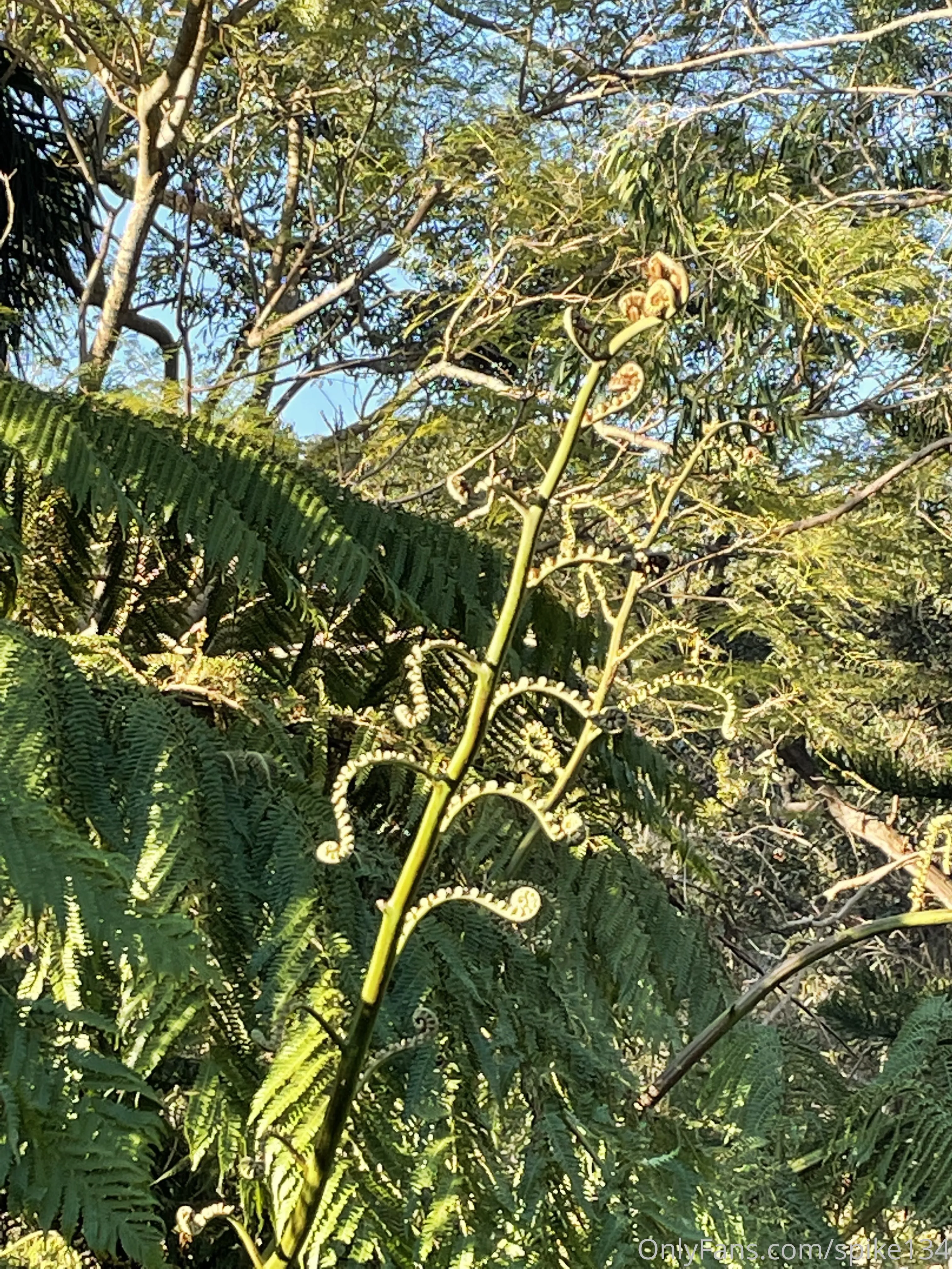 Steven OnlyFans free account photo 40 - spike134 nudes and sex tapes