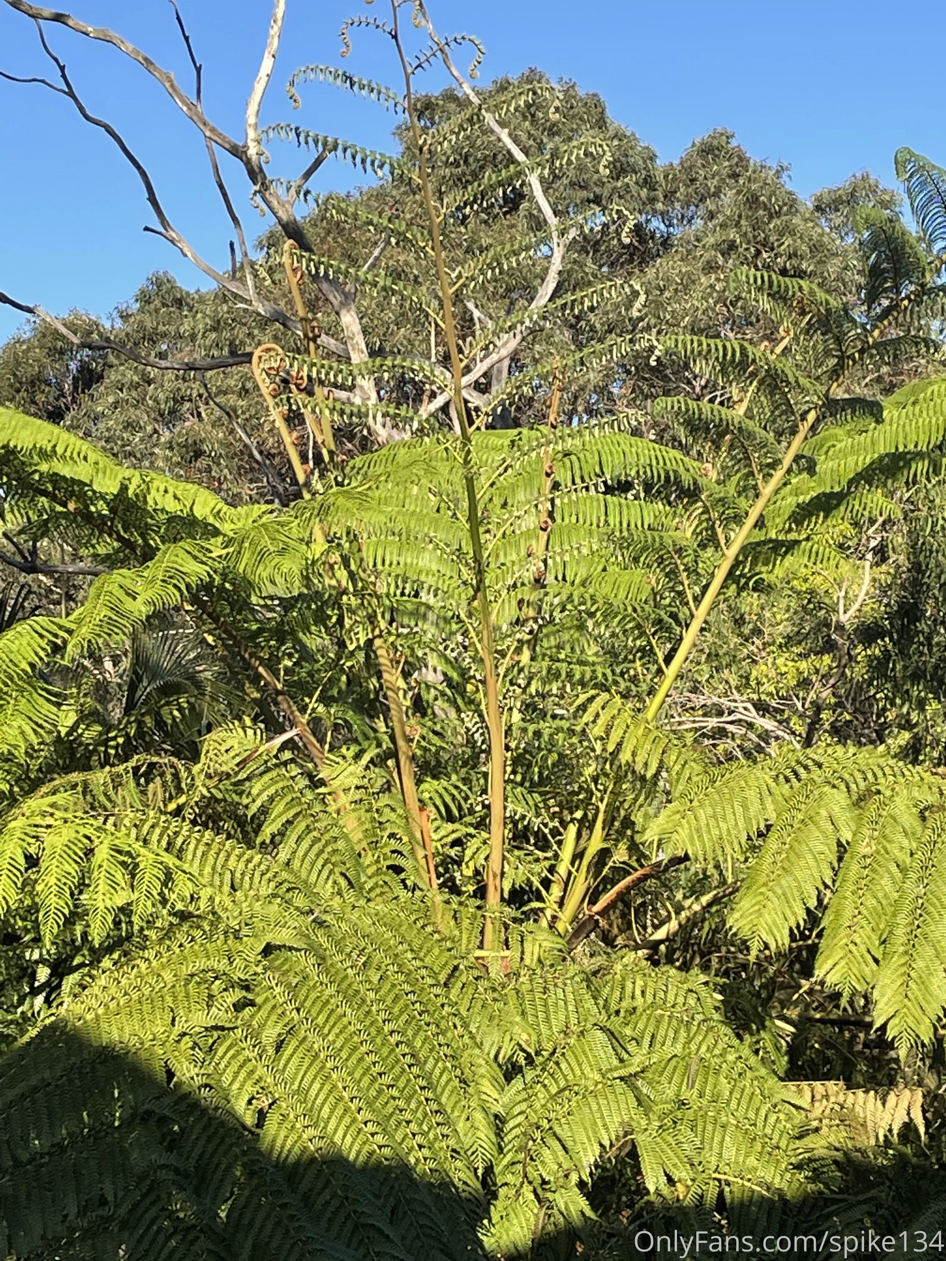 Steven OnlyFans free account photo 39 - spike134 nudes and sex tapes