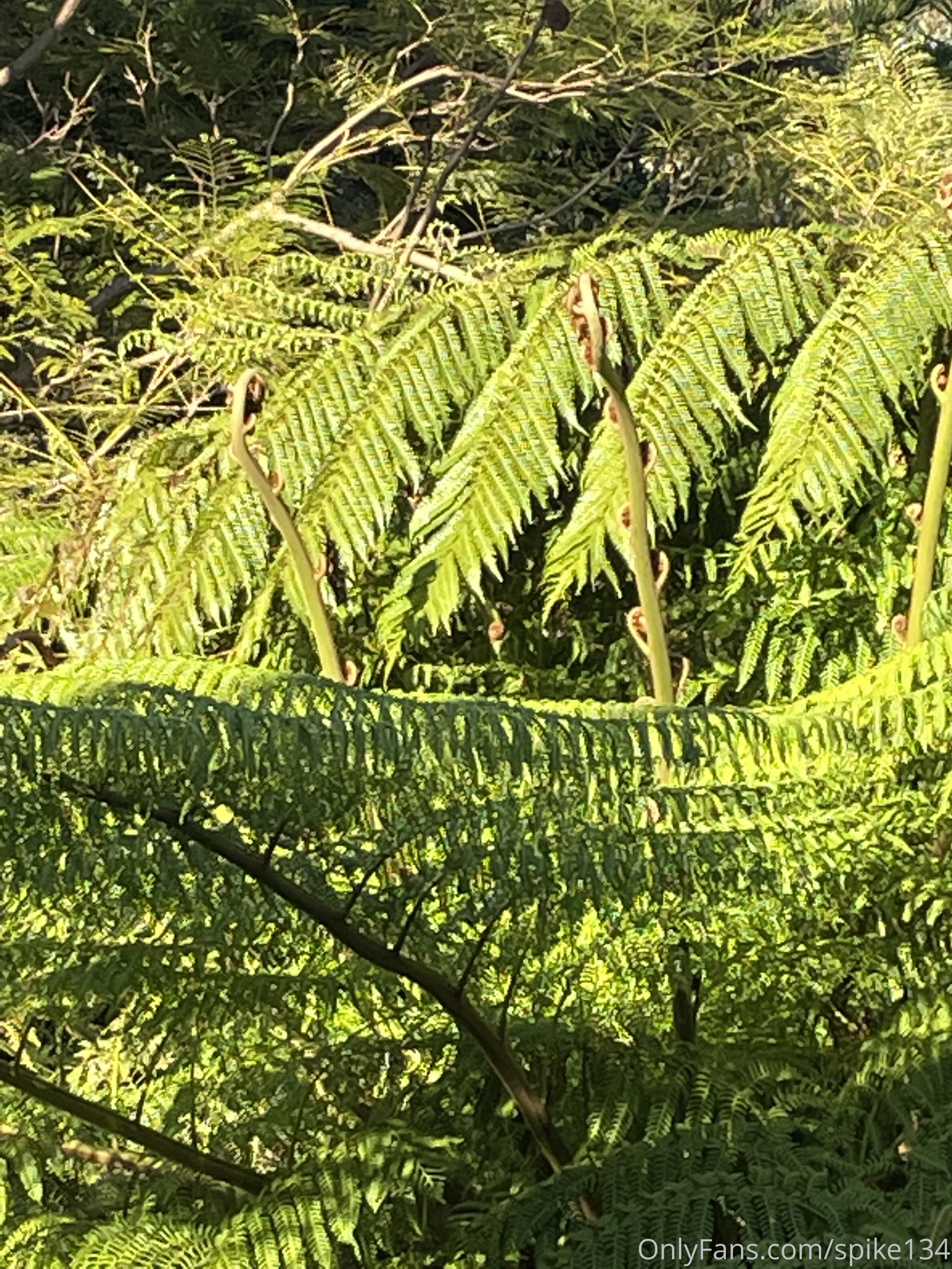 Steven OnlyFans free account photo 38 - spike134 nudes and sex tapes