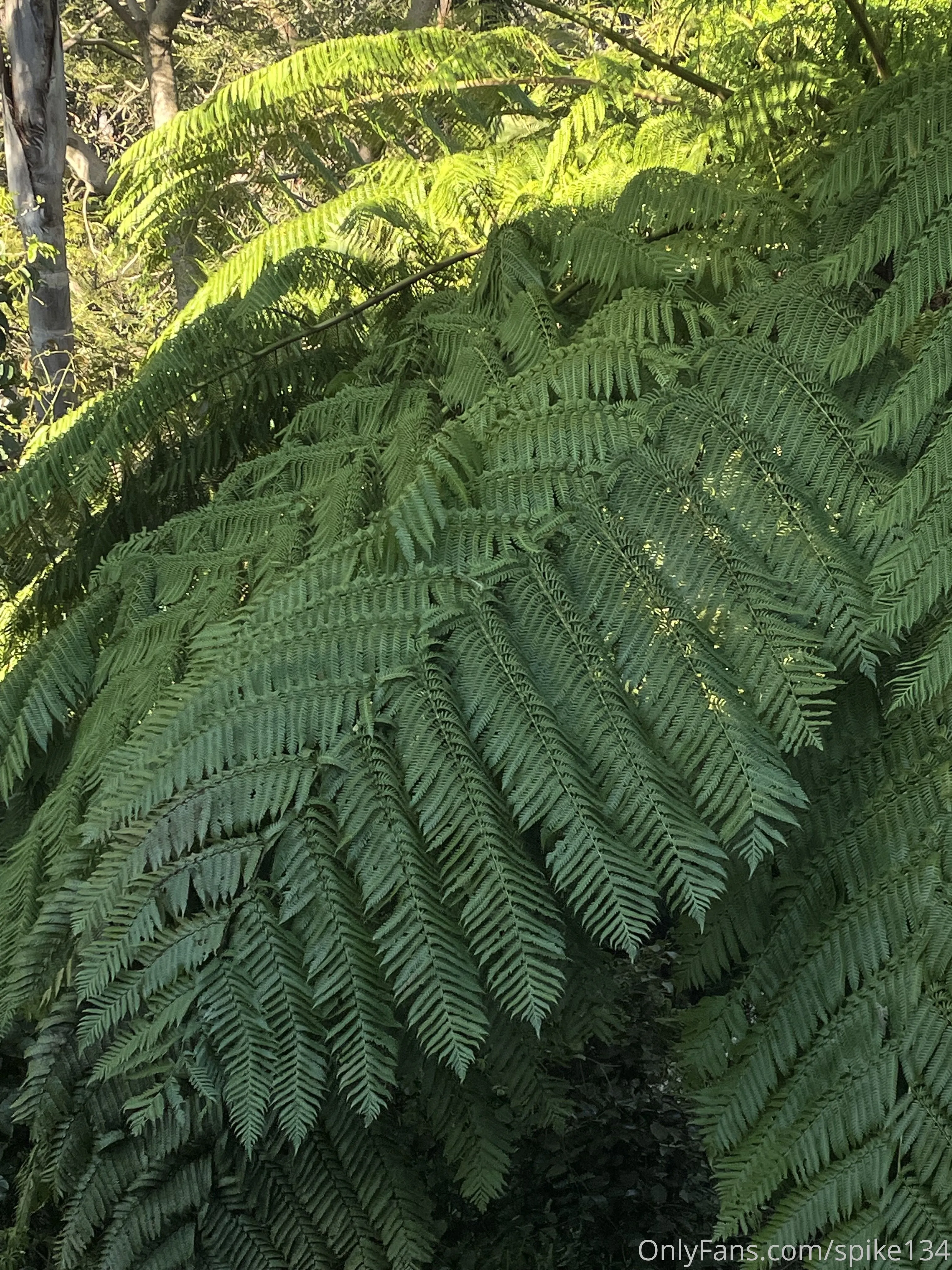 Steven OnlyFans free account photo 37 - spike134 nudes and sex tapes