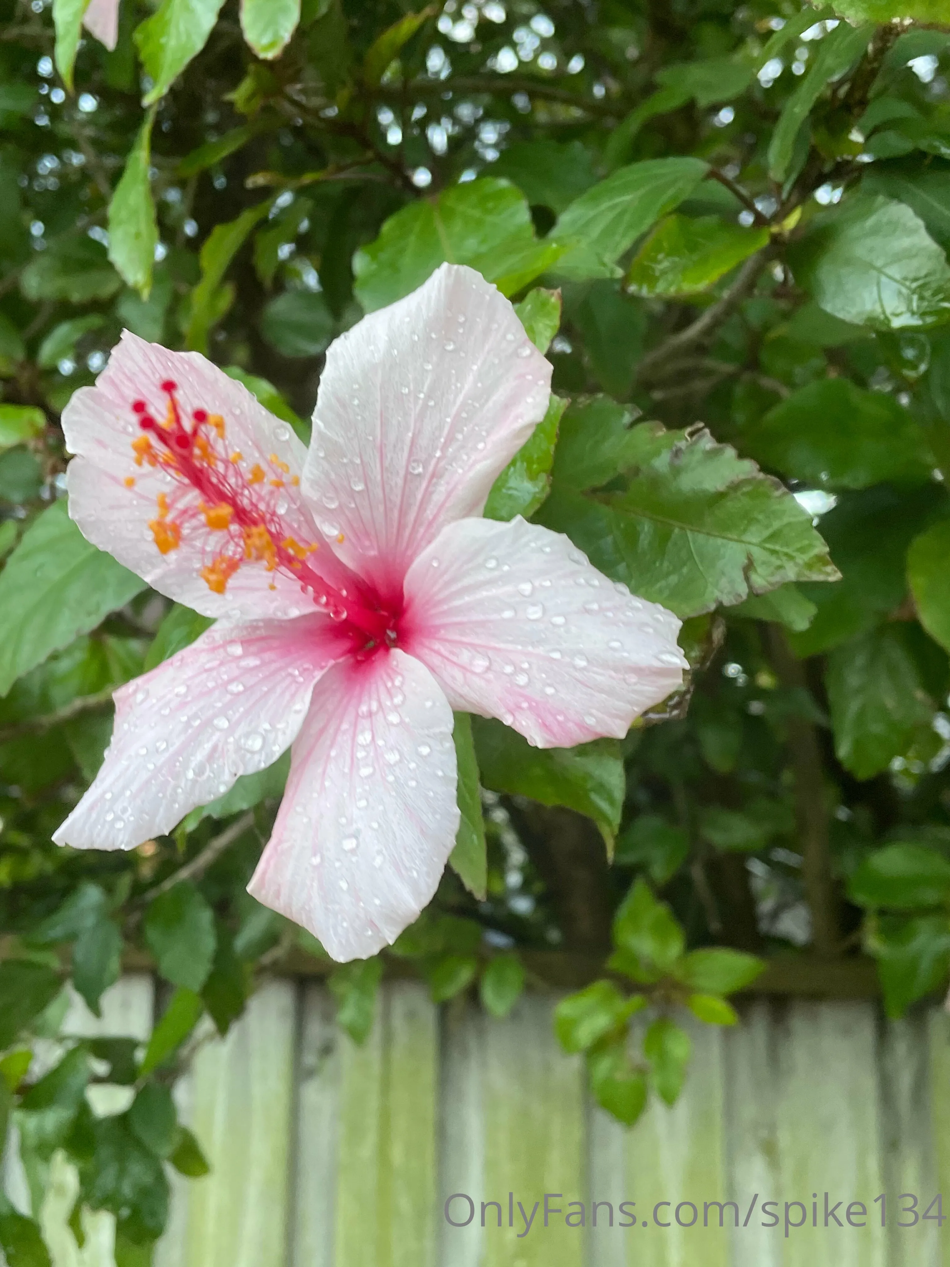 Steven OnlyFans free account photo 22 - spike134 nudes and sex tapes