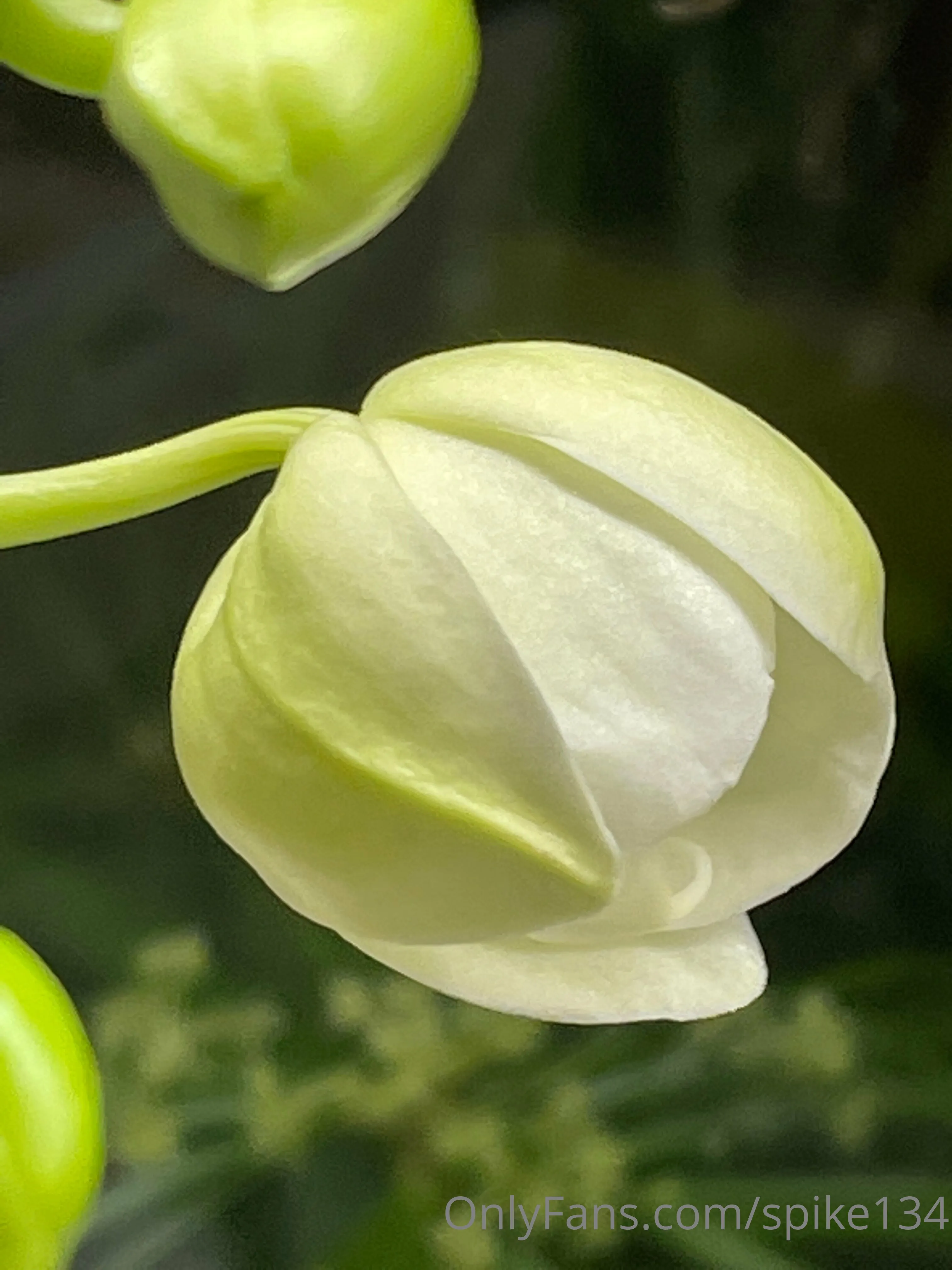 Steven OnlyFans free account photo 10 - spike134 nudes and sex tapes