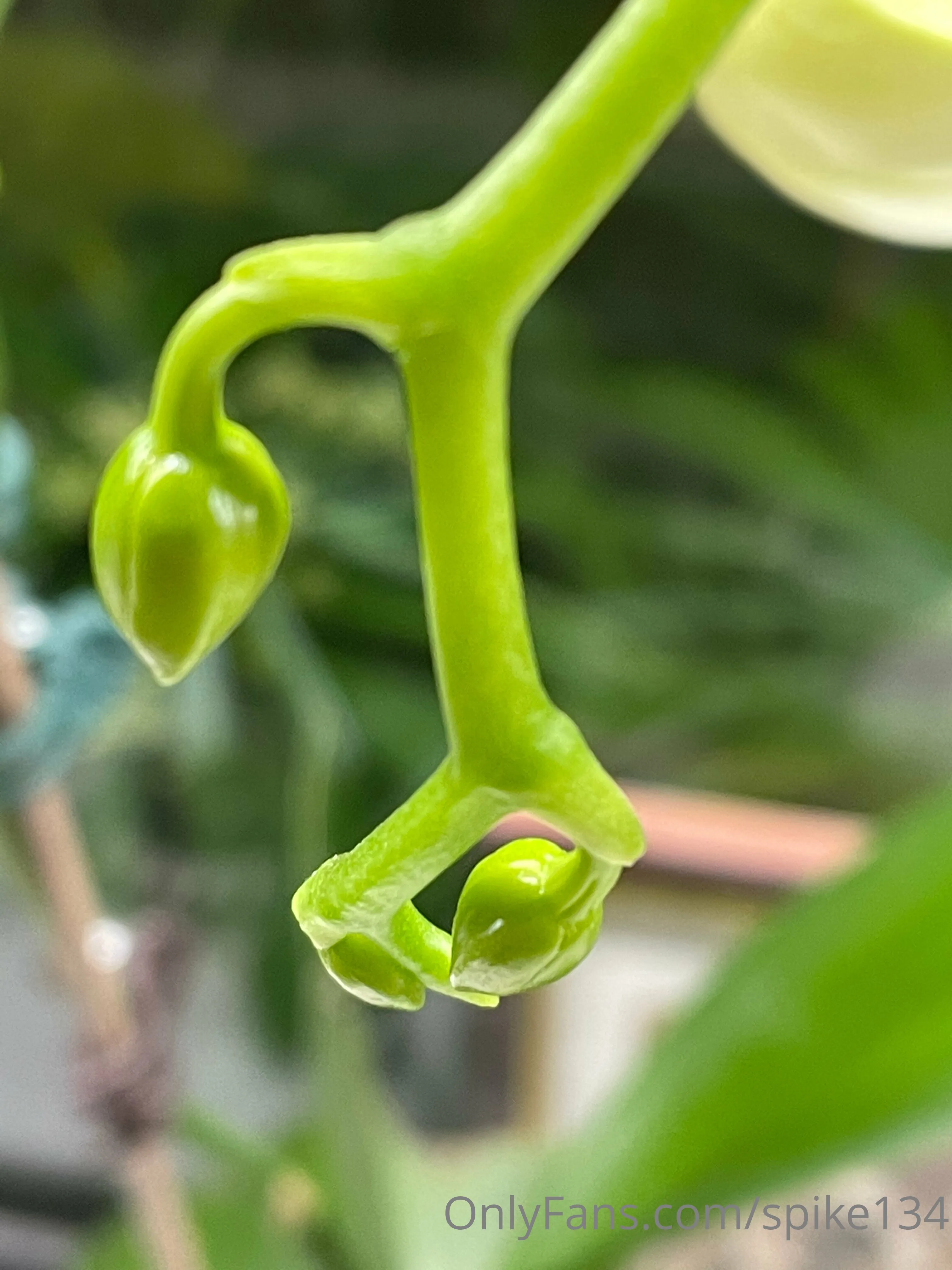 Steven OnlyFans free account photo 8 - spike134 nudes and sex tapes