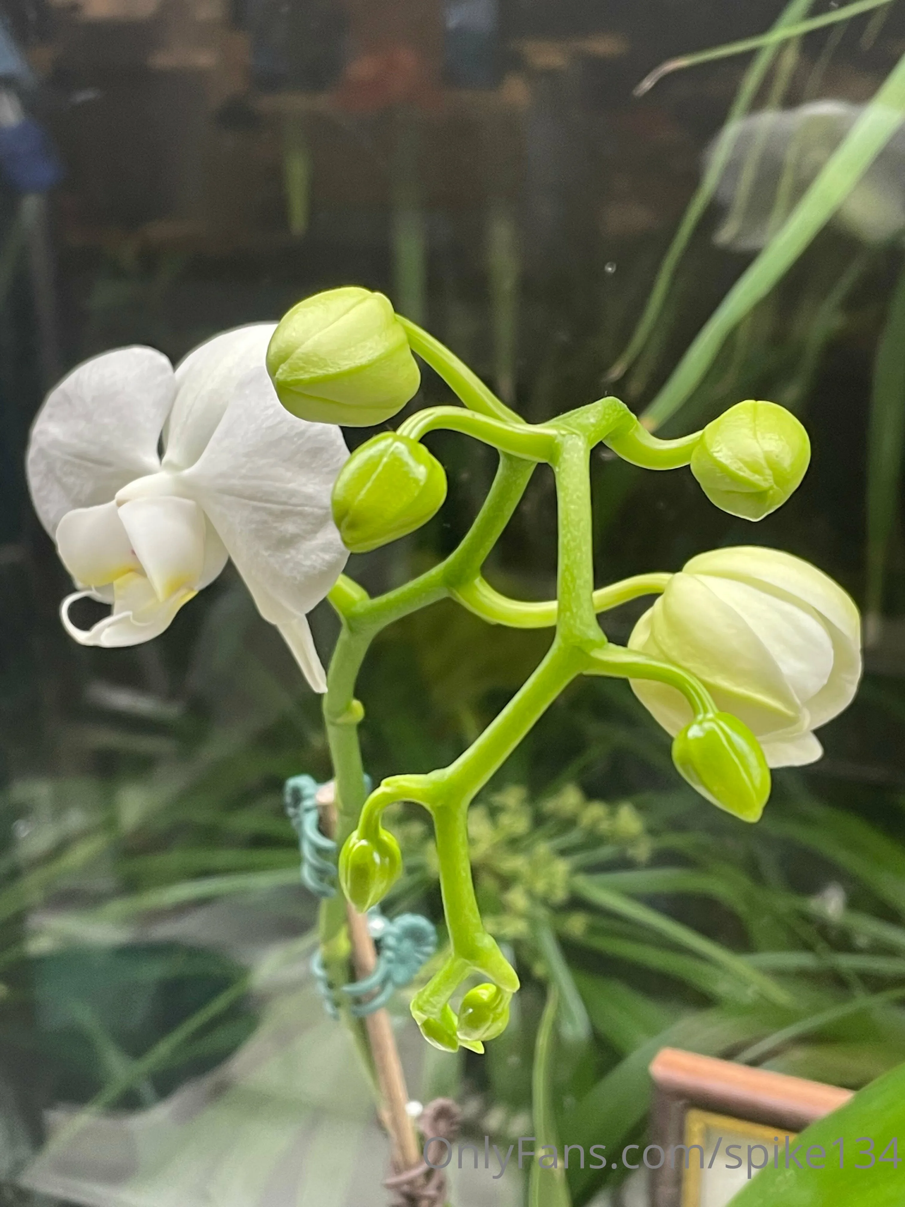 Steven OnlyFans free account photo 7 - spike134 nudes and sex tapes