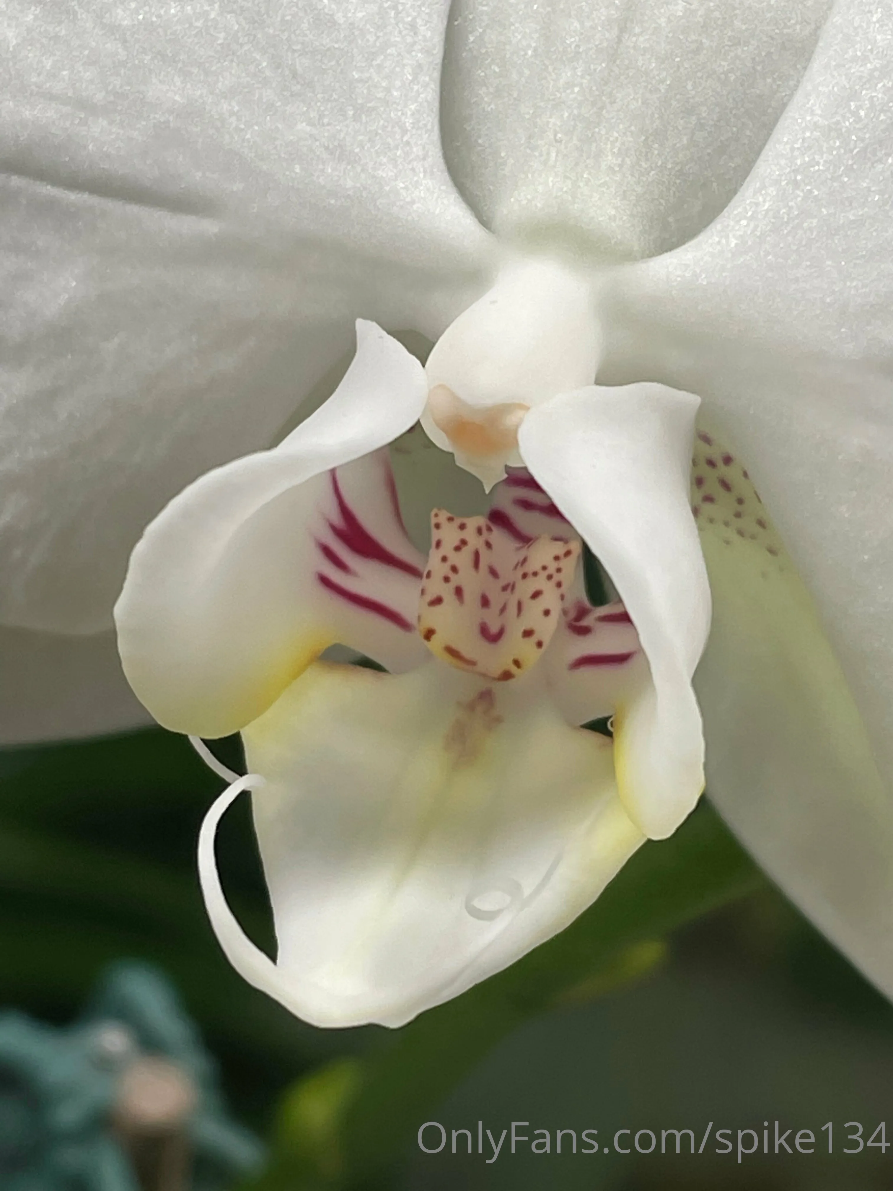 Steven OnlyFans free account photo 5 - spike134 nudes and sex tapes