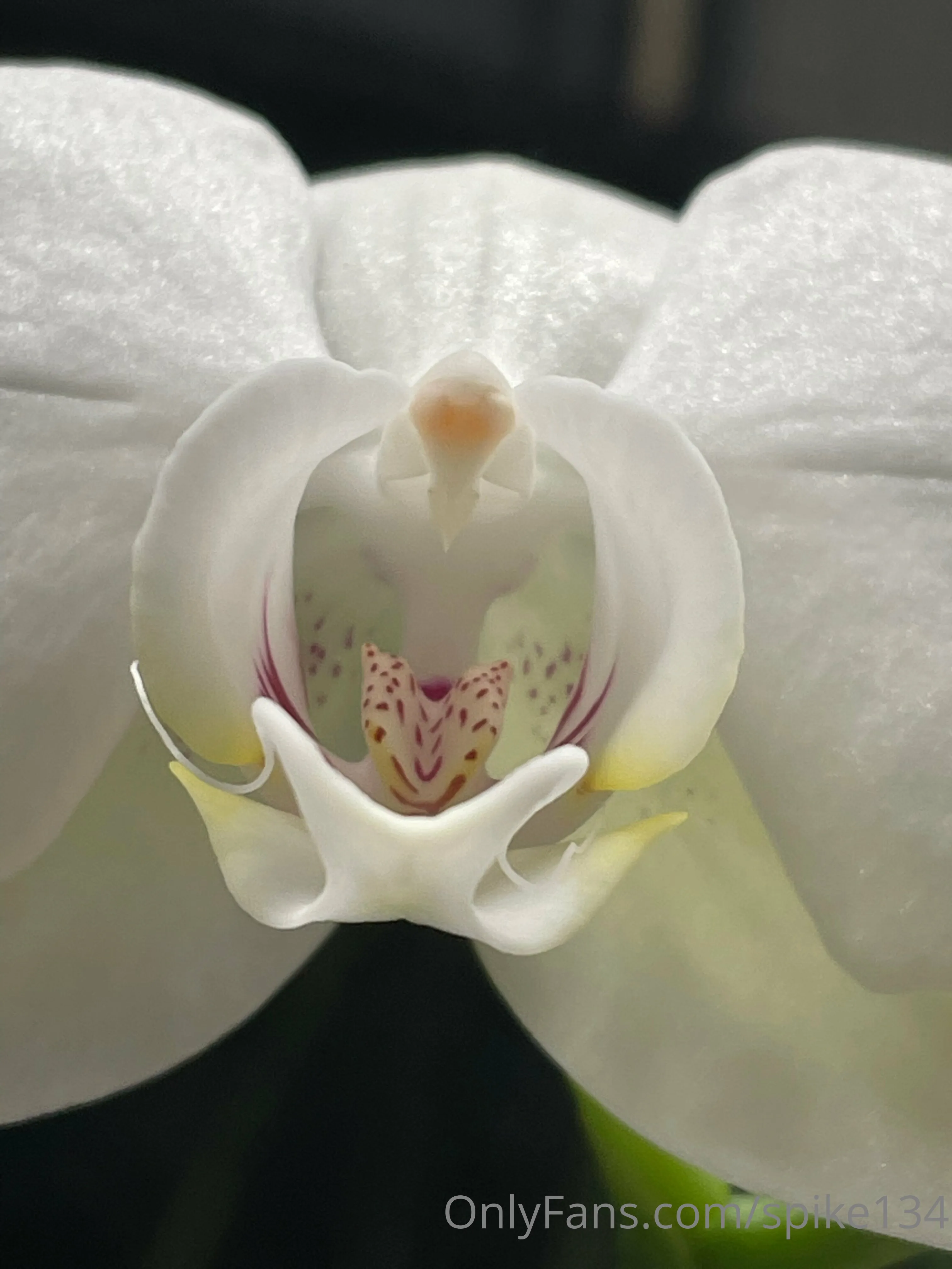 Steven OnlyFans free account photo 4 - spike134 nudes and sex tapes