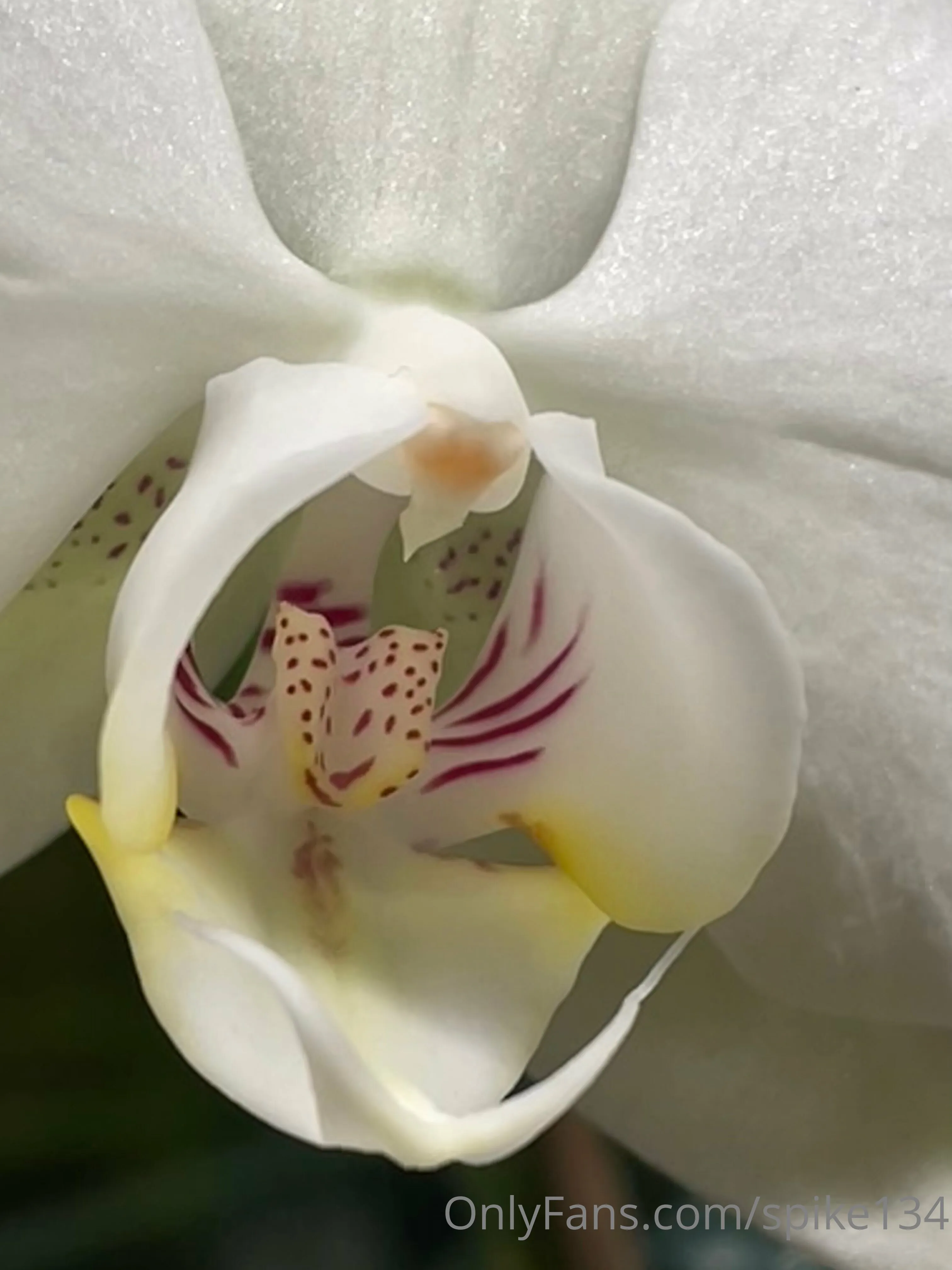 Steven OnlyFans free account photo 3 - spike134 nudes and sex tapes