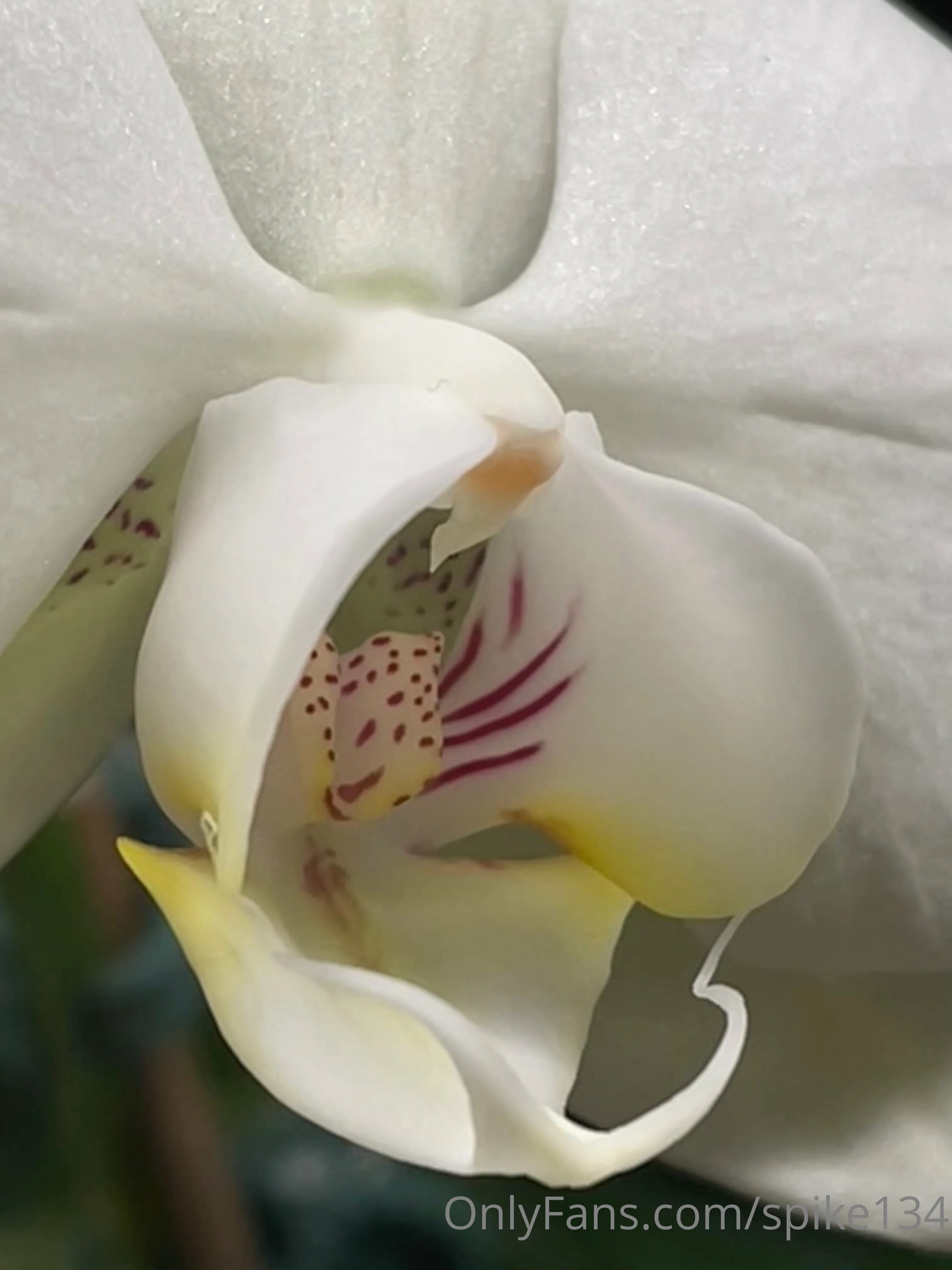 Steven OnlyFans free account photo 2 - spike134 nudes and sex tapes