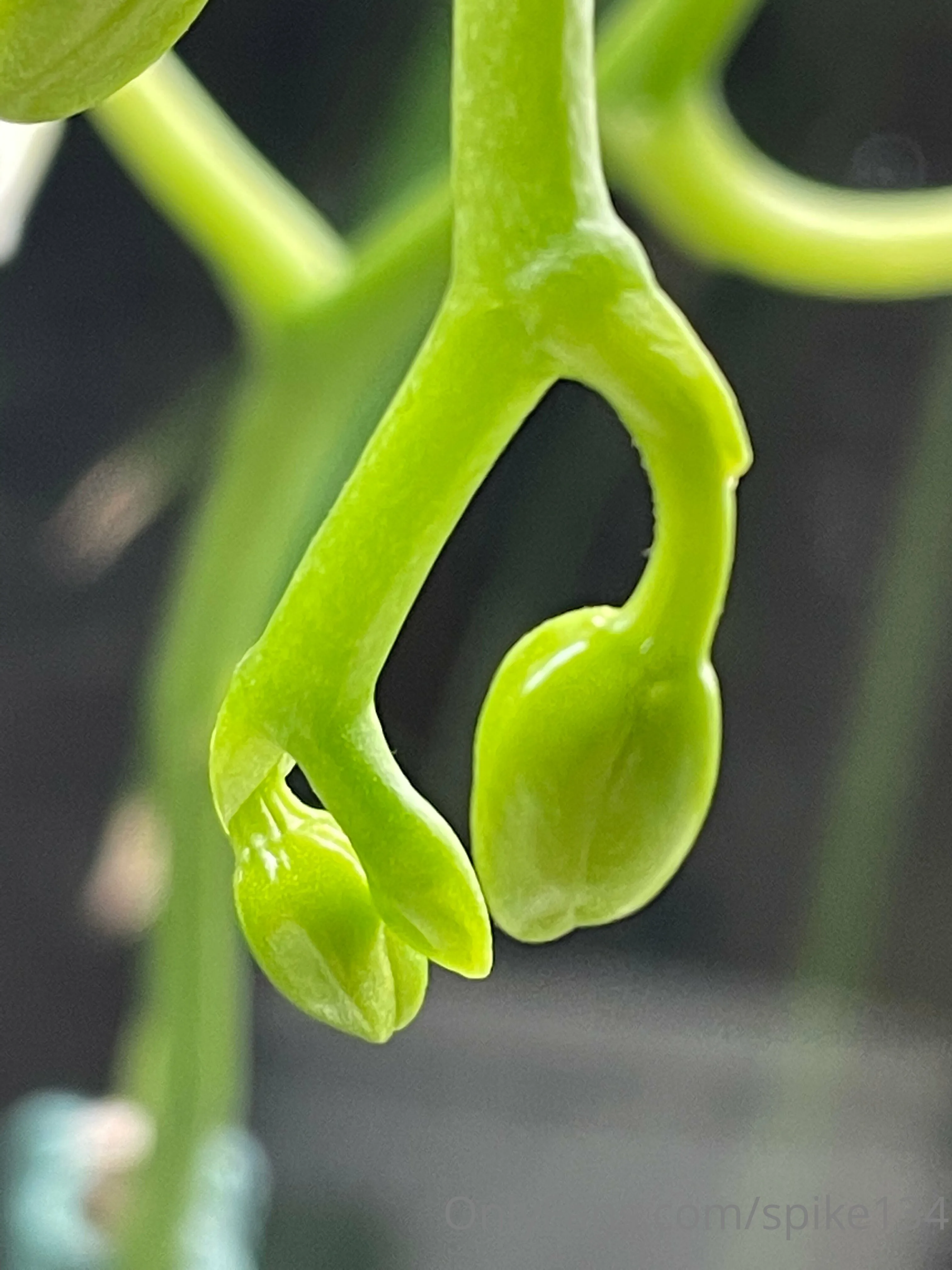 Steven OnlyFans free account photo 1 - spike134 nudes and sex tapes