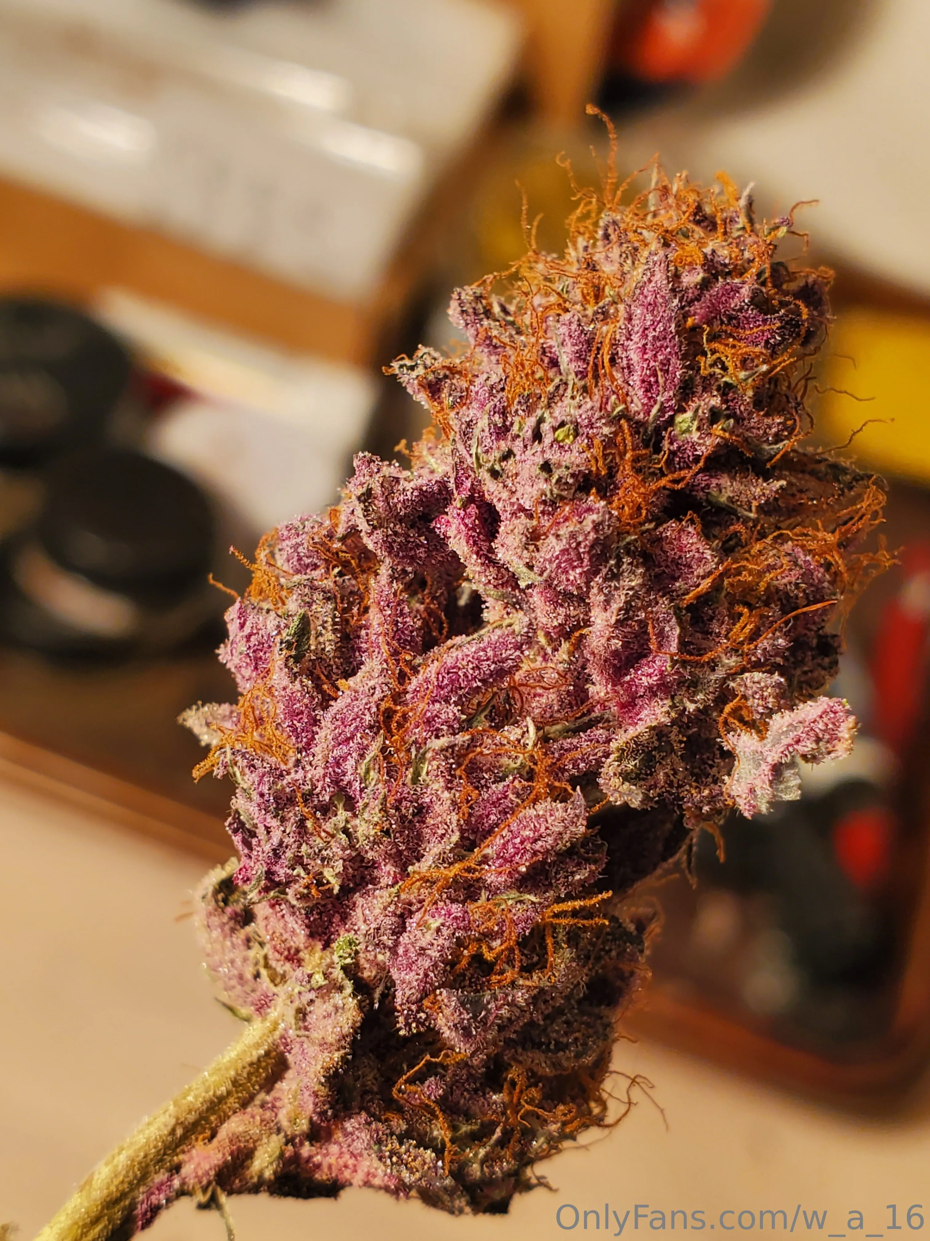 Wilks OnlyFans free account photo 40 - w_a_16 nudes and sex tapes