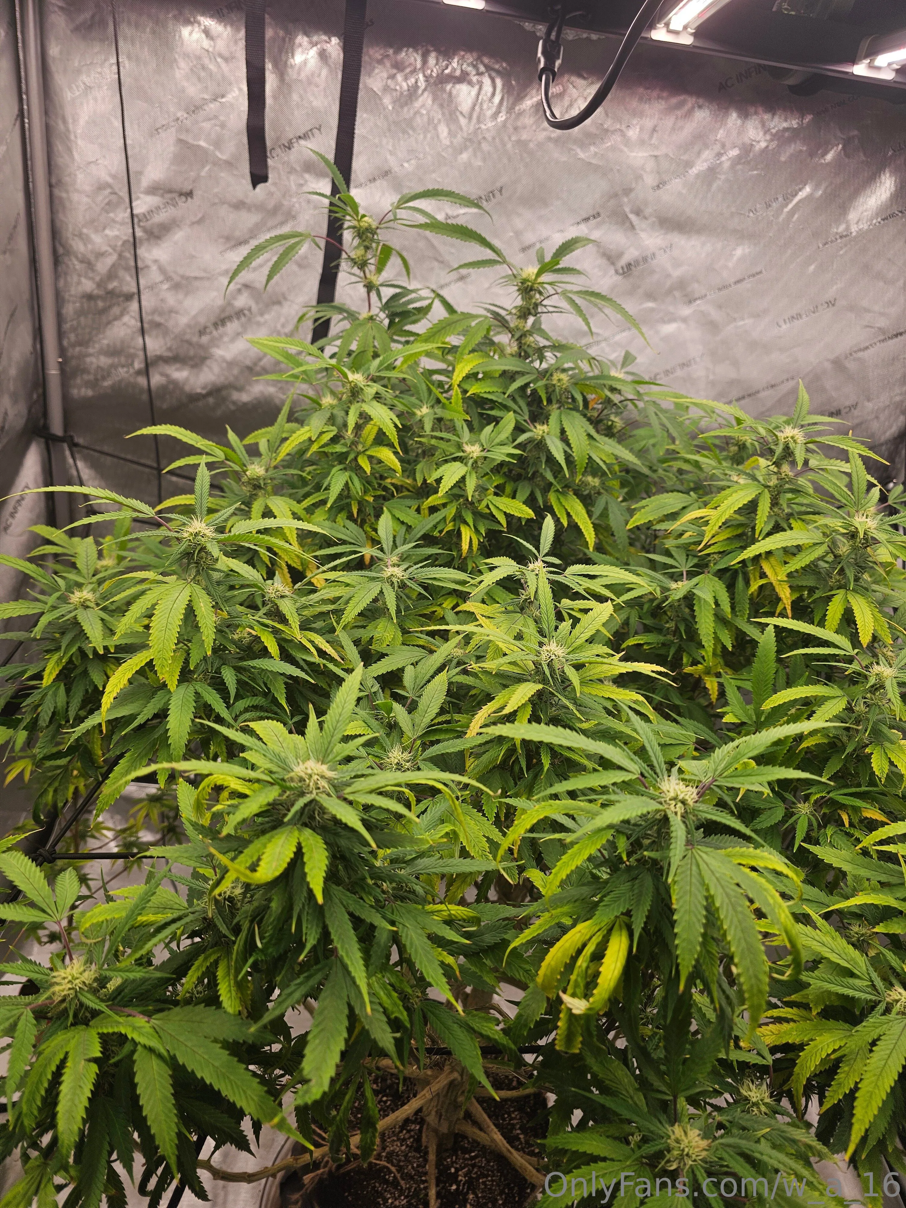 Wilks OnlyFans free account photo 38 - w_a_16 nudes and sex tapes