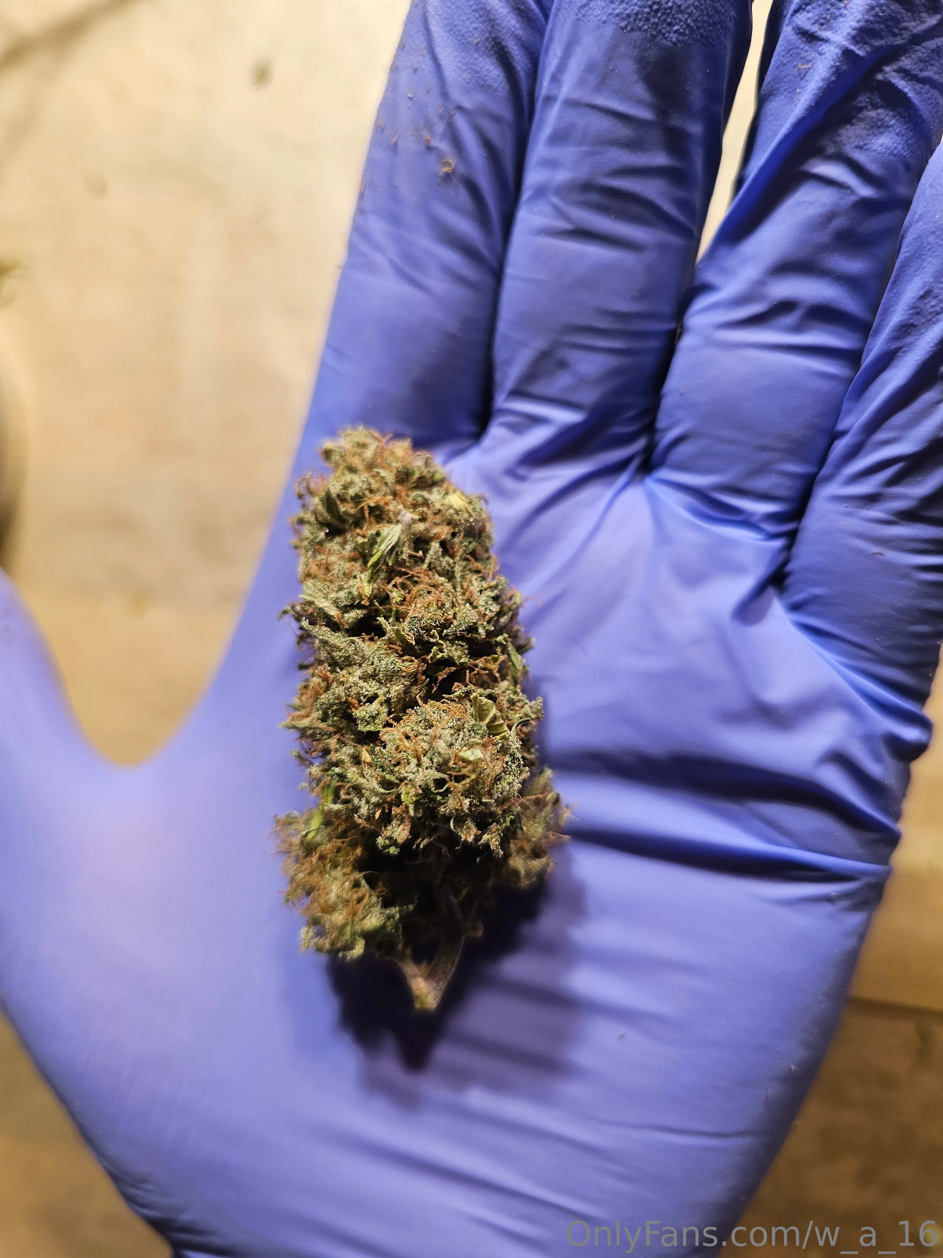 Wilks OnlyFans free account photo 36 - w_a_16 nudes and sex tapes