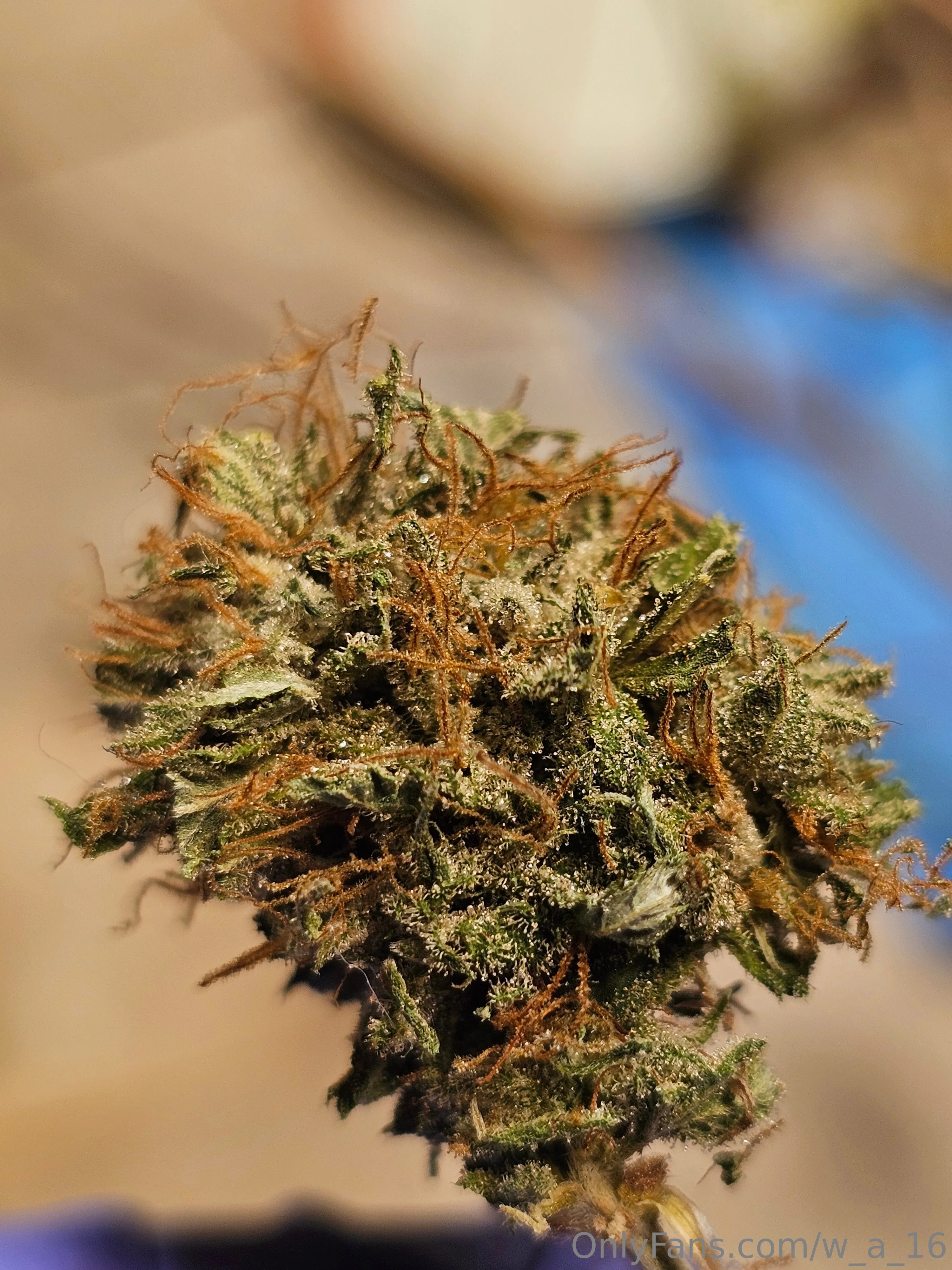 Wilks OnlyFans free account photo 28 - w_a_16 nudes and sex tapes