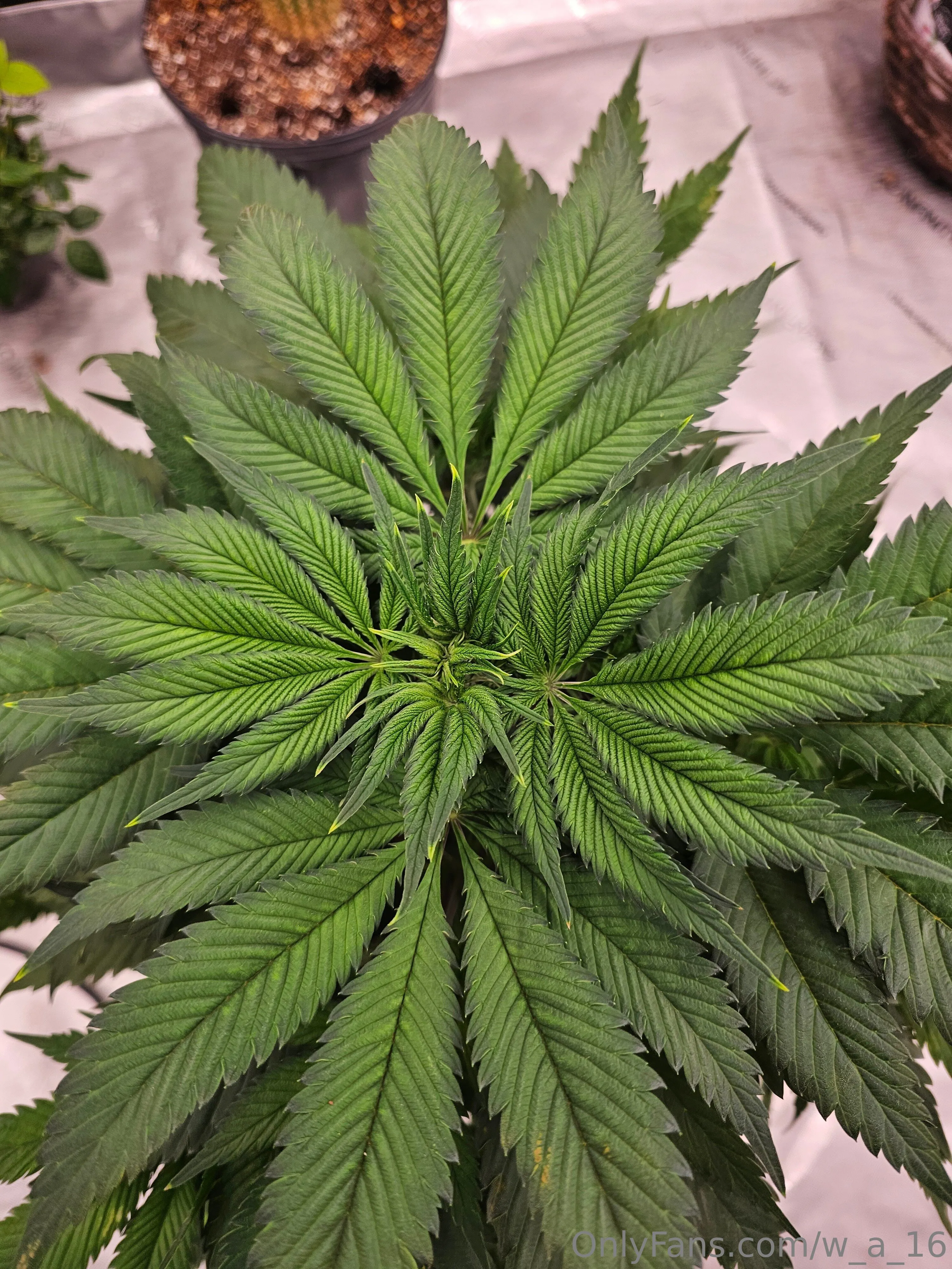 Wilks OnlyFans free account photo 15 - w_a_16 nudes and sex tapes