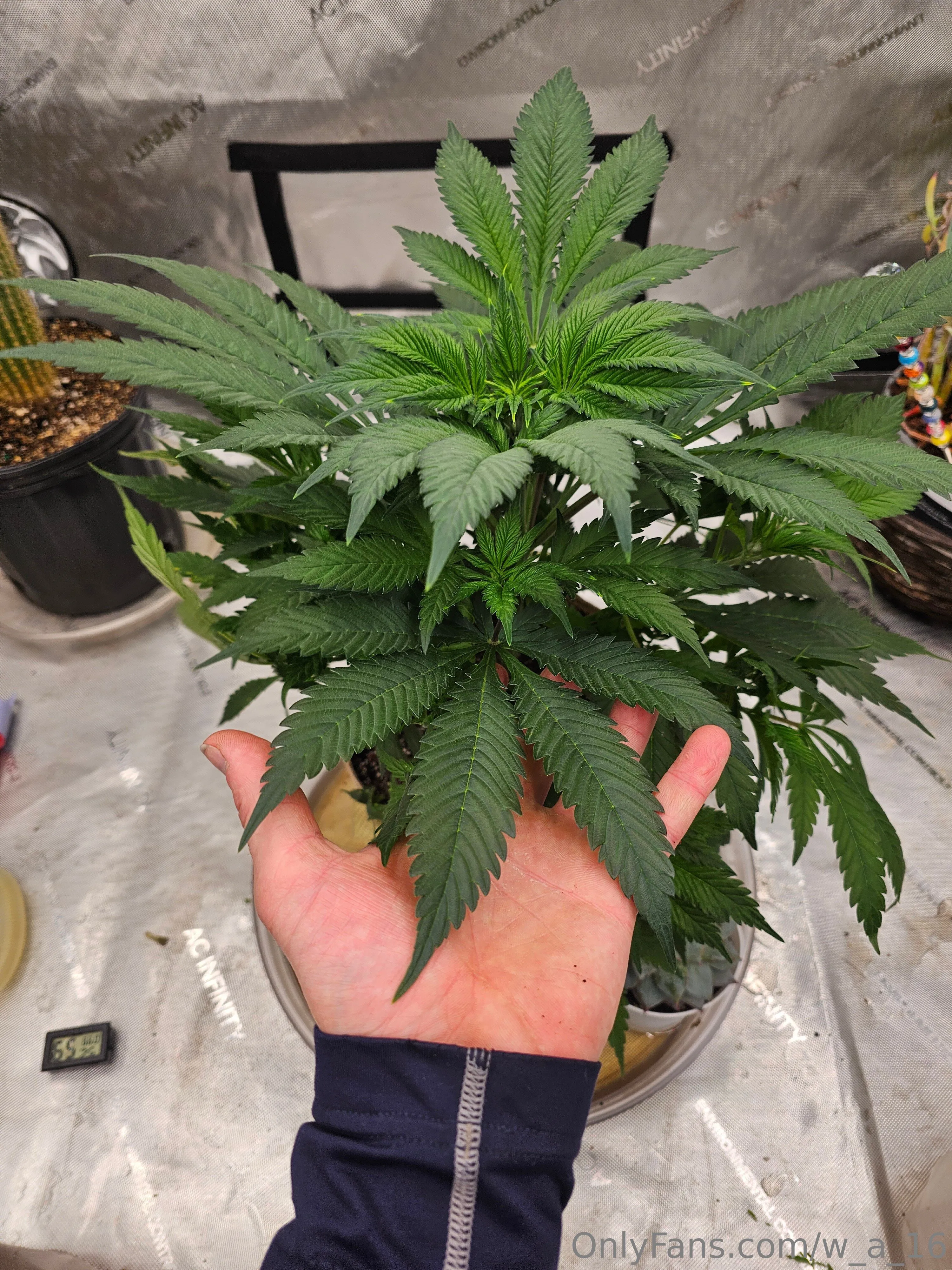 Wilks OnlyFans free account photo 14 - w_a_16 nudes and sex tapes