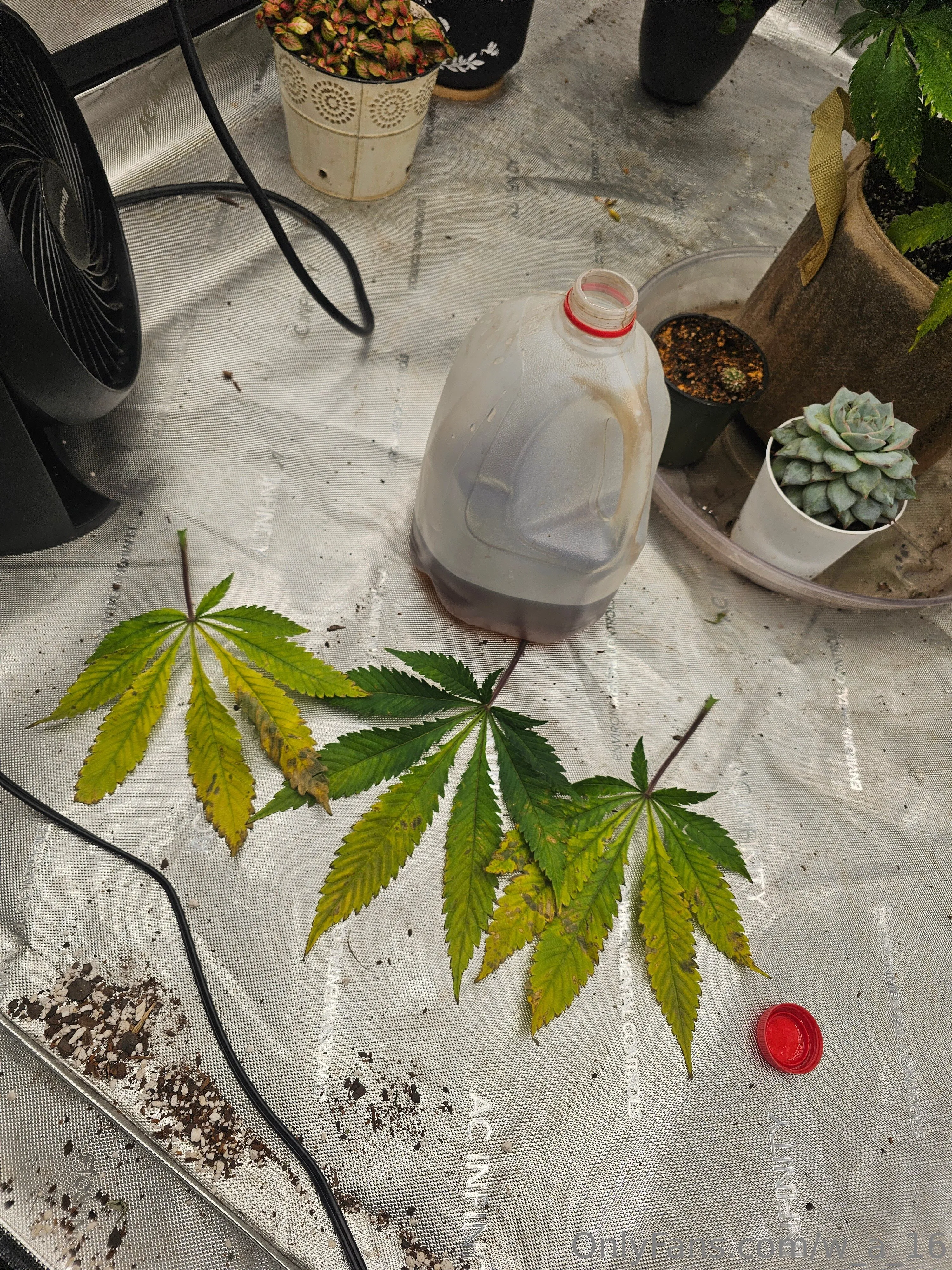 Wilks OnlyFans free account photo 13 - w_a_16 nudes and sex tapes