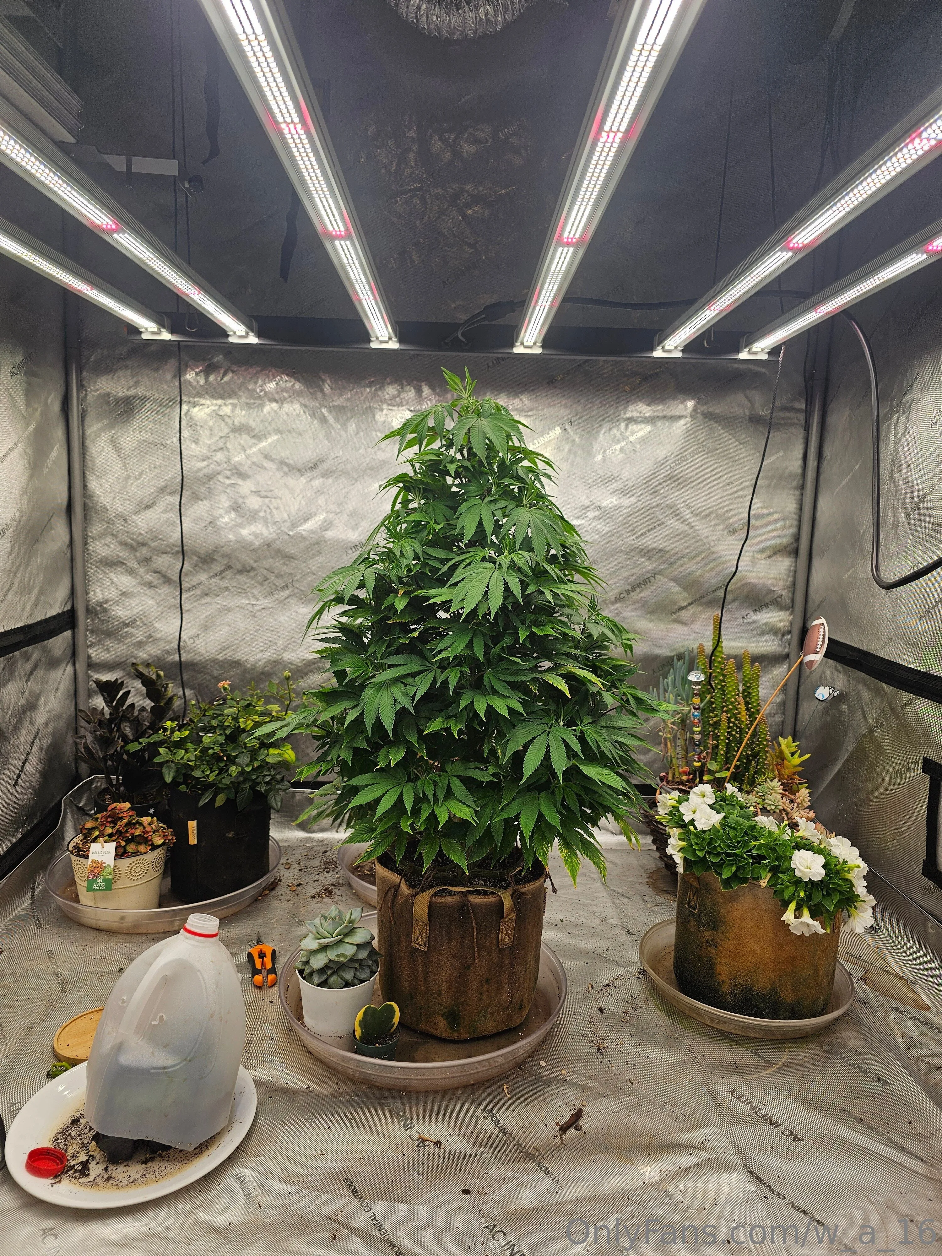 Wilks OnlyFans free account photo 7 - w_a_16 nudes and sex tapes