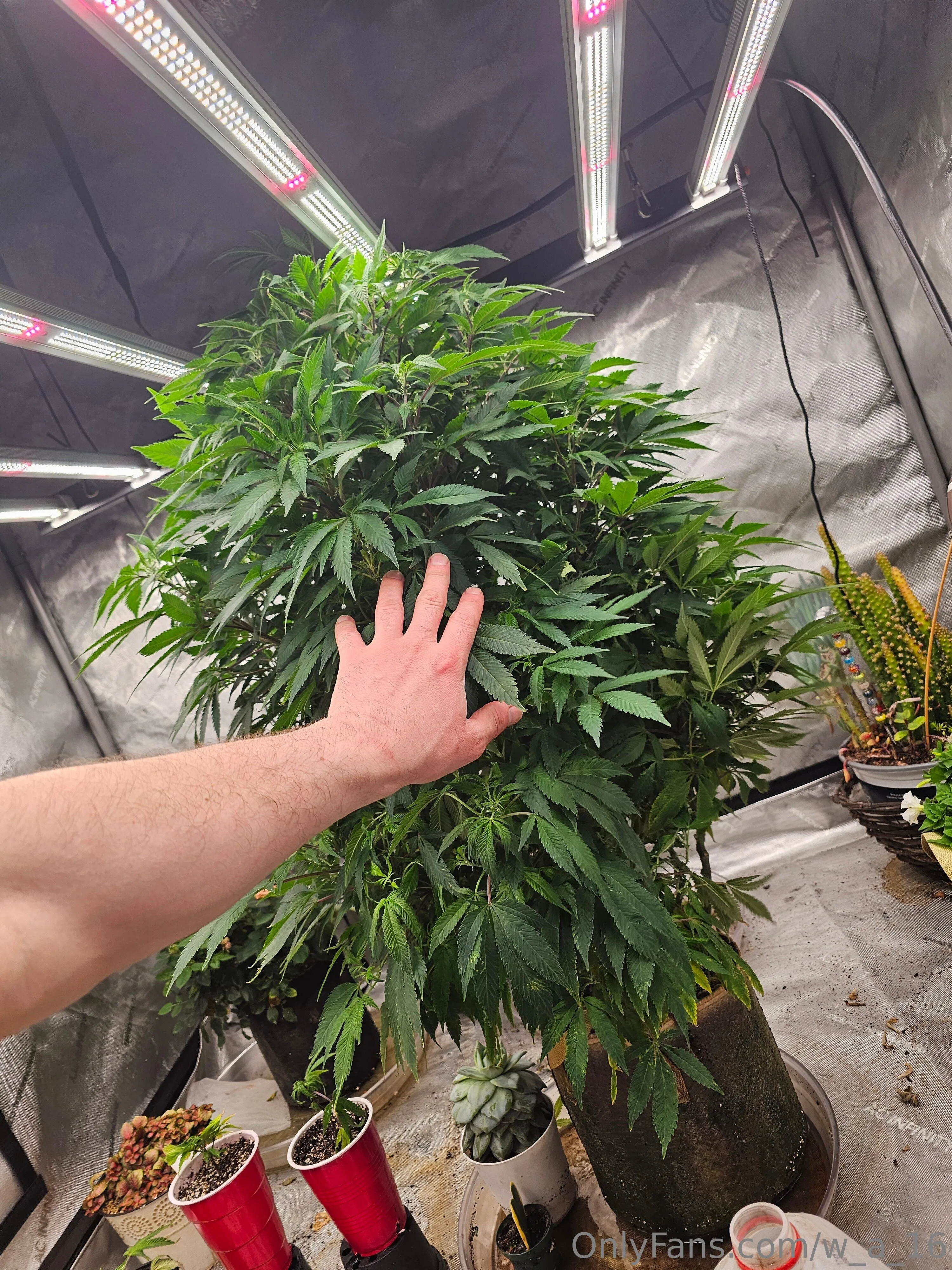 Wilks OnlyFans free account photo 4 - w_a_16 nudes and sex tapes