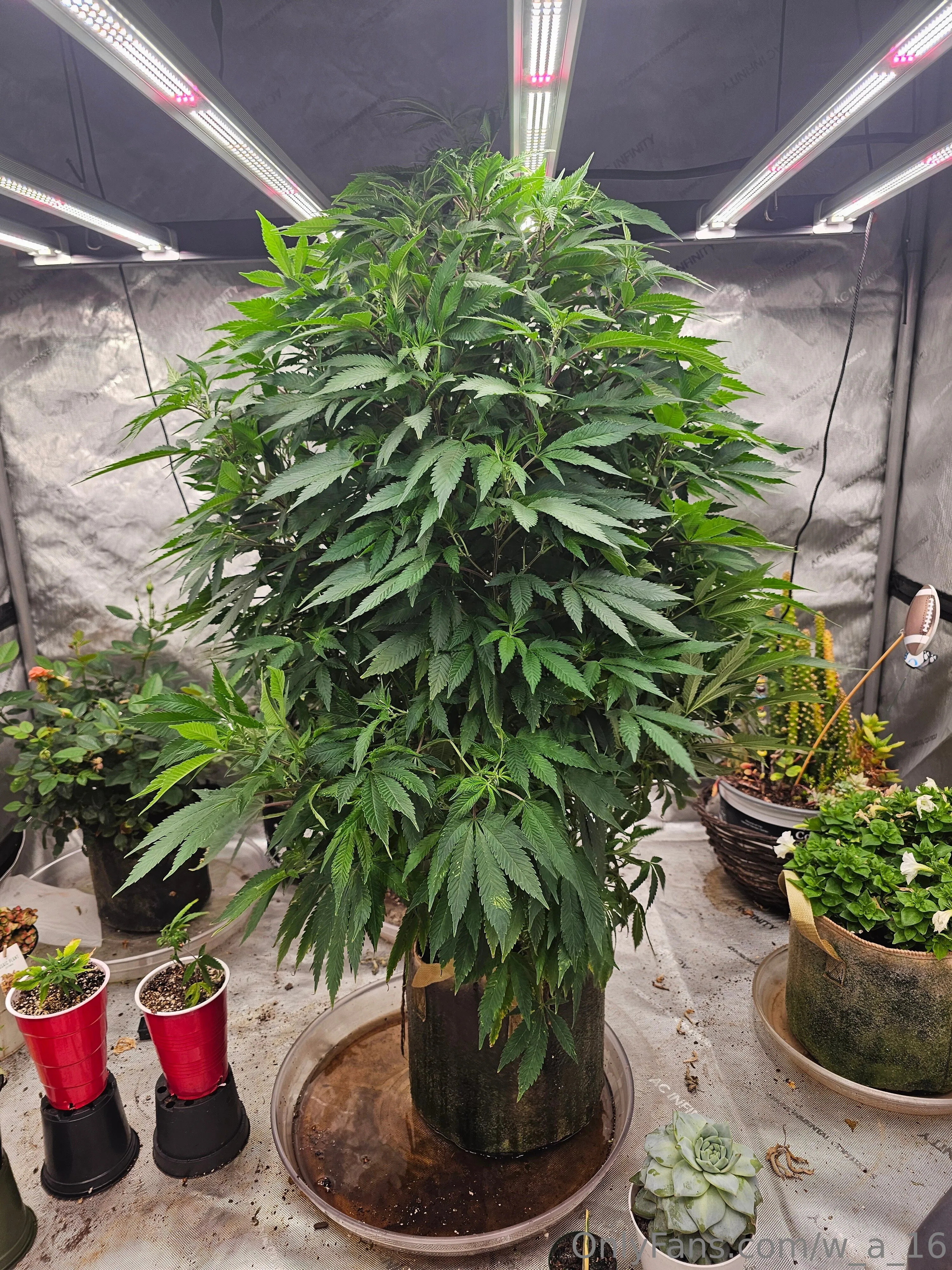 Wilks OnlyFans free account photo 3 - w_a_16 nudes and sex tapes